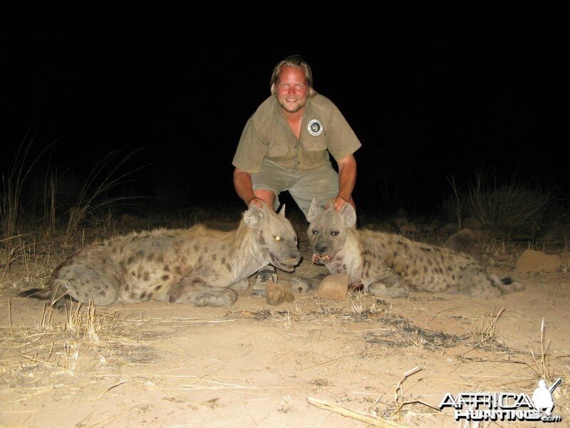 Spotted Hyena Zimbabwe