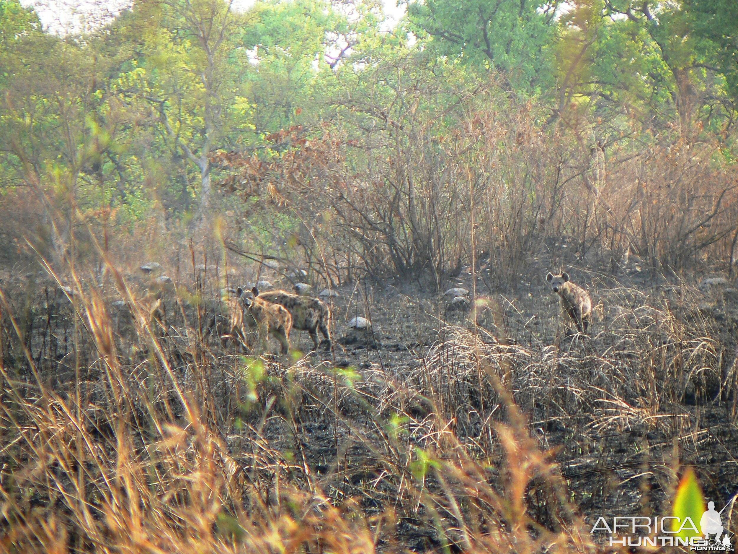 Spotted Hyena