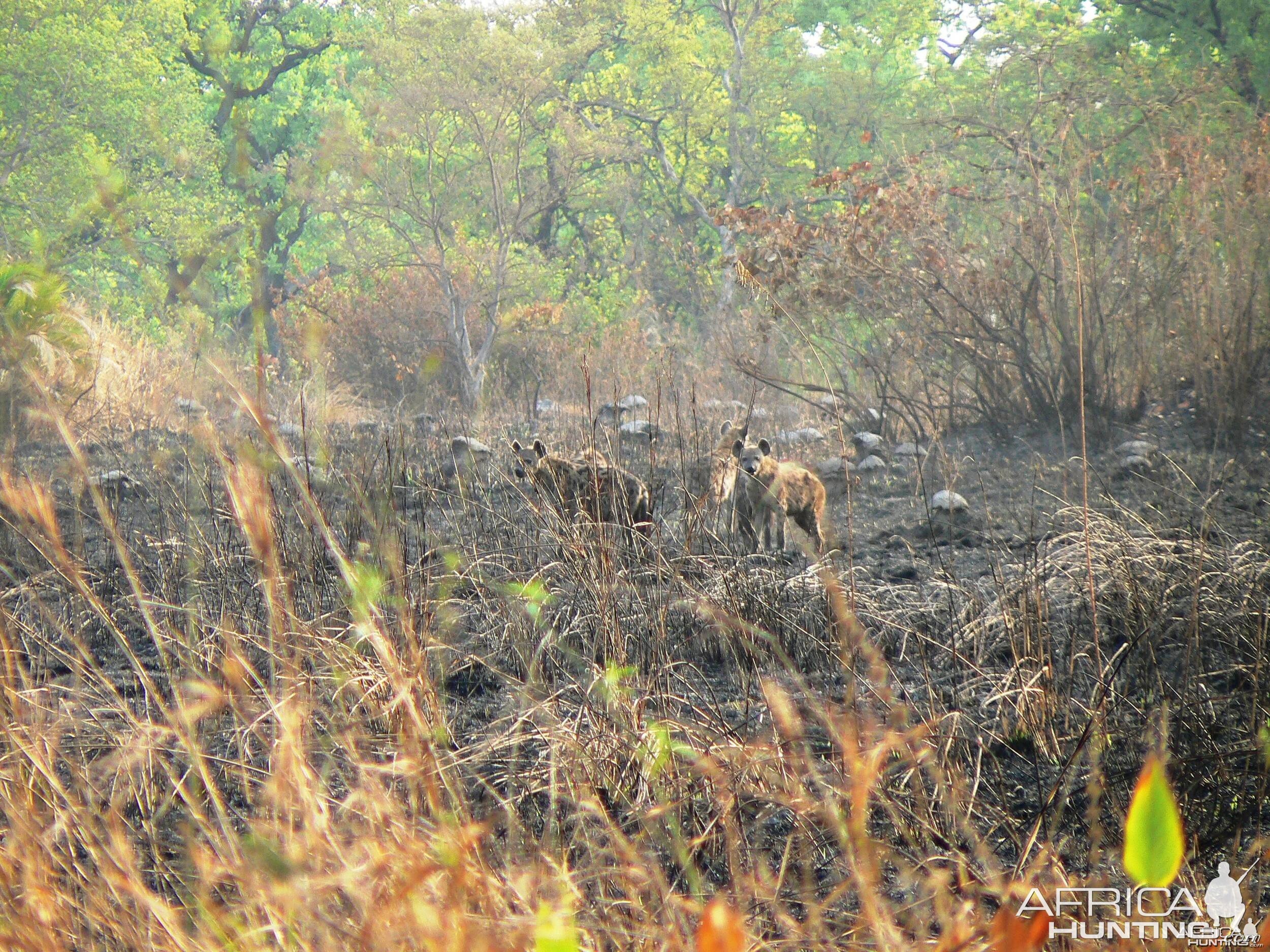 Spotted Hyena