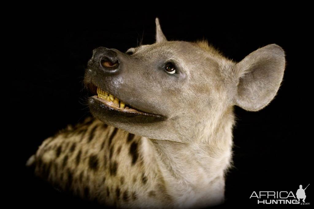 Spotted Hyenas Full Mount Taxidermy Close Up