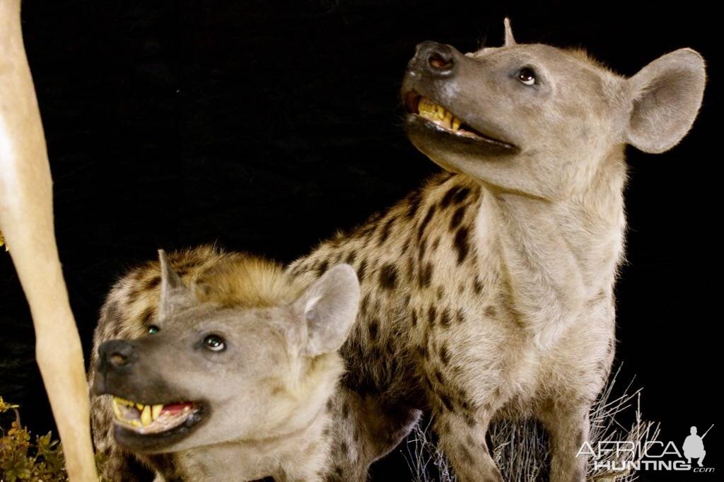 Spotted Hyenas Full Mount Taxidermy Close Up