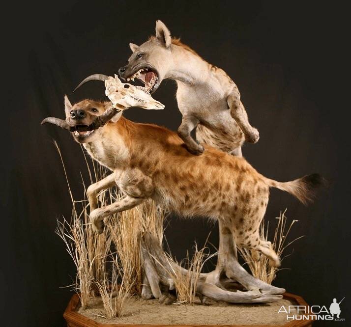 Spotted Hyenas Full Mount Taxidermy