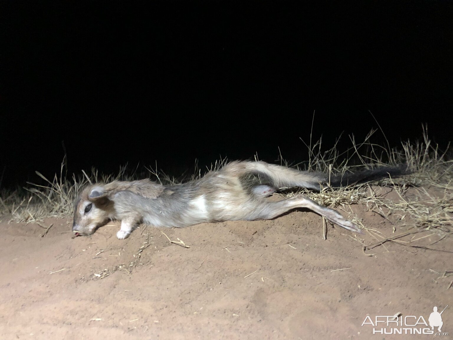 Spring Hare Hunting South Africa