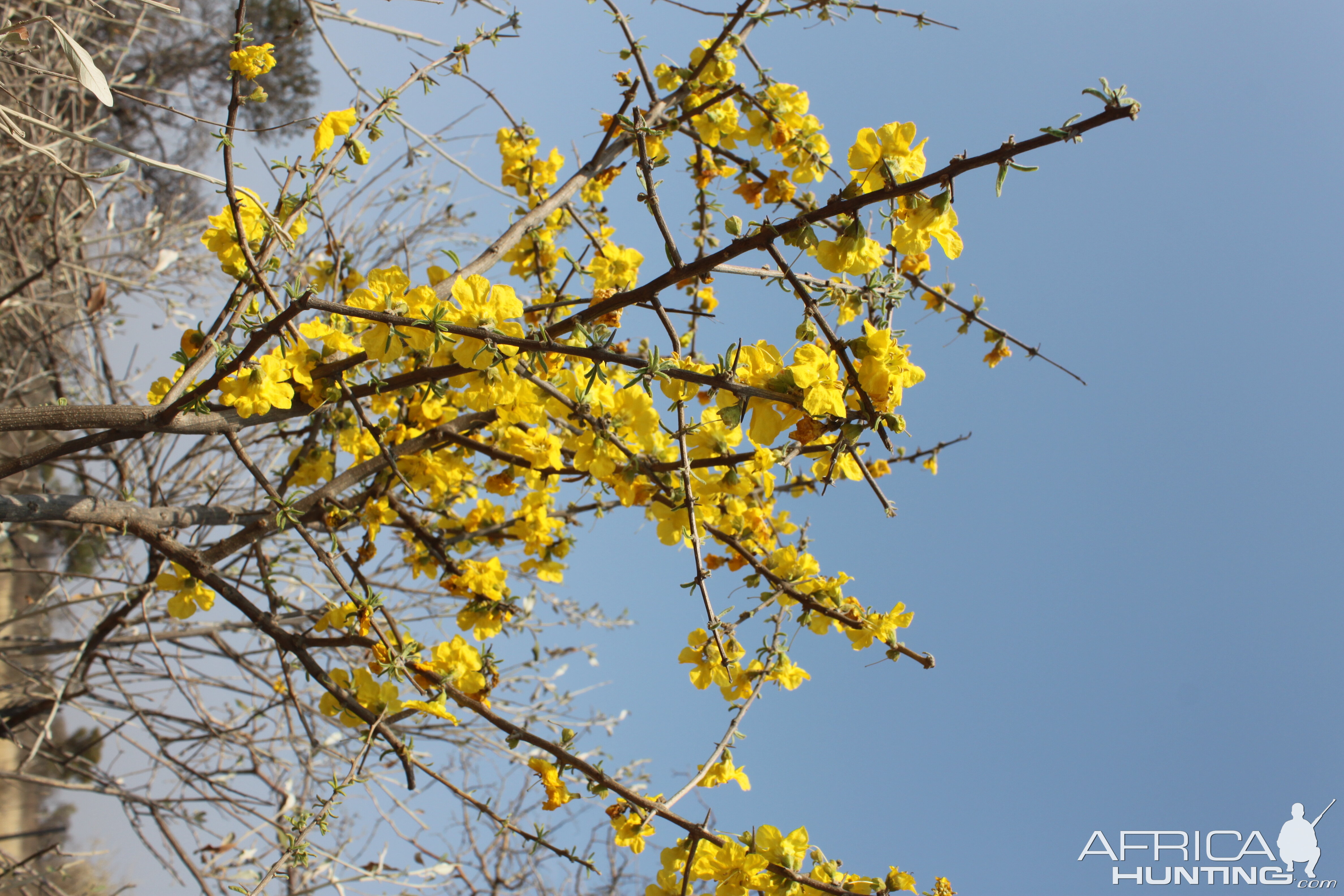 Spring time in the bush Limcroma Safaris