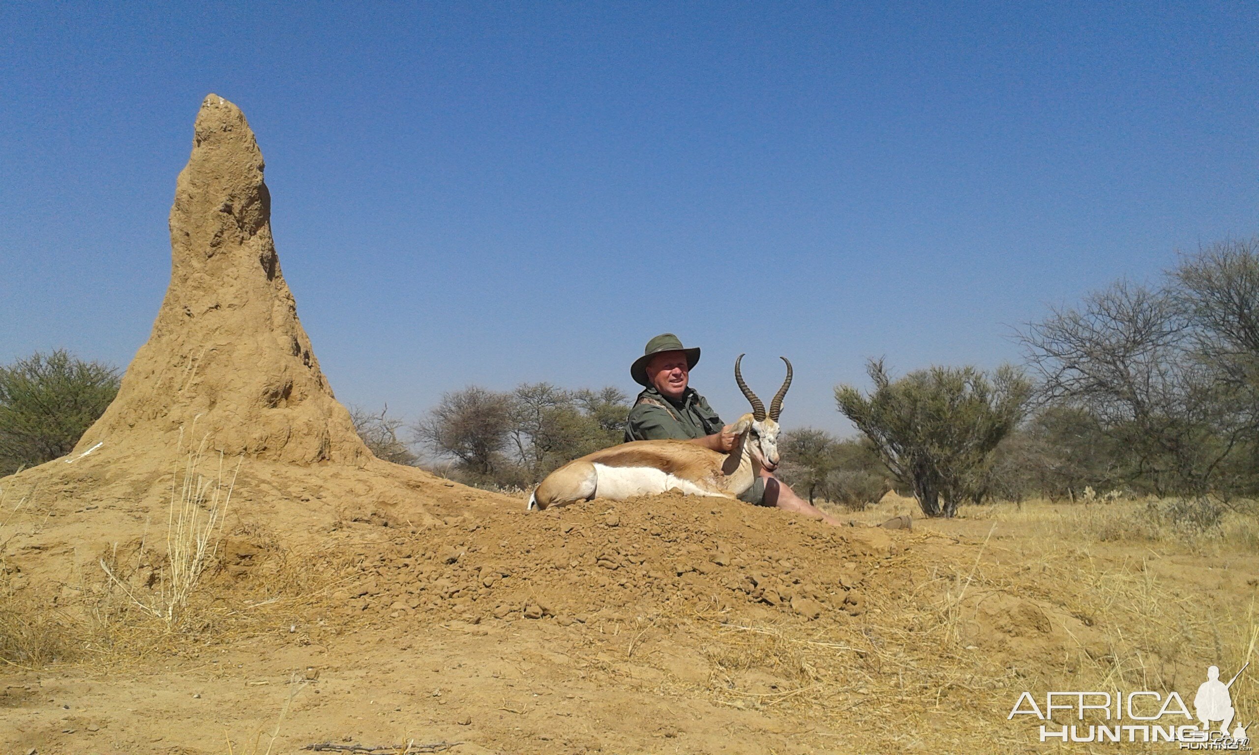 Springbok 15 3/4 inches