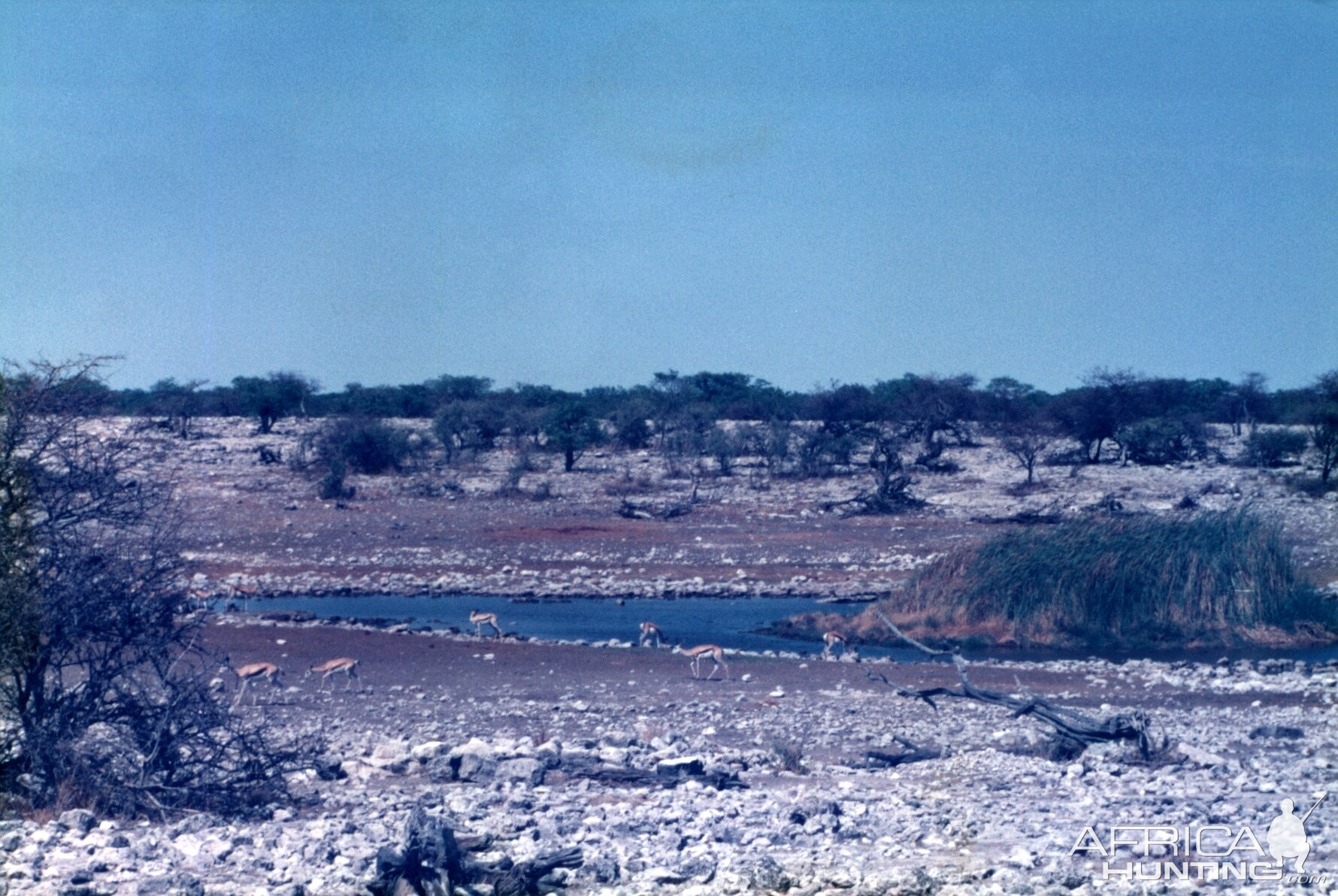 Springbok at Etosha National Park in Namibia