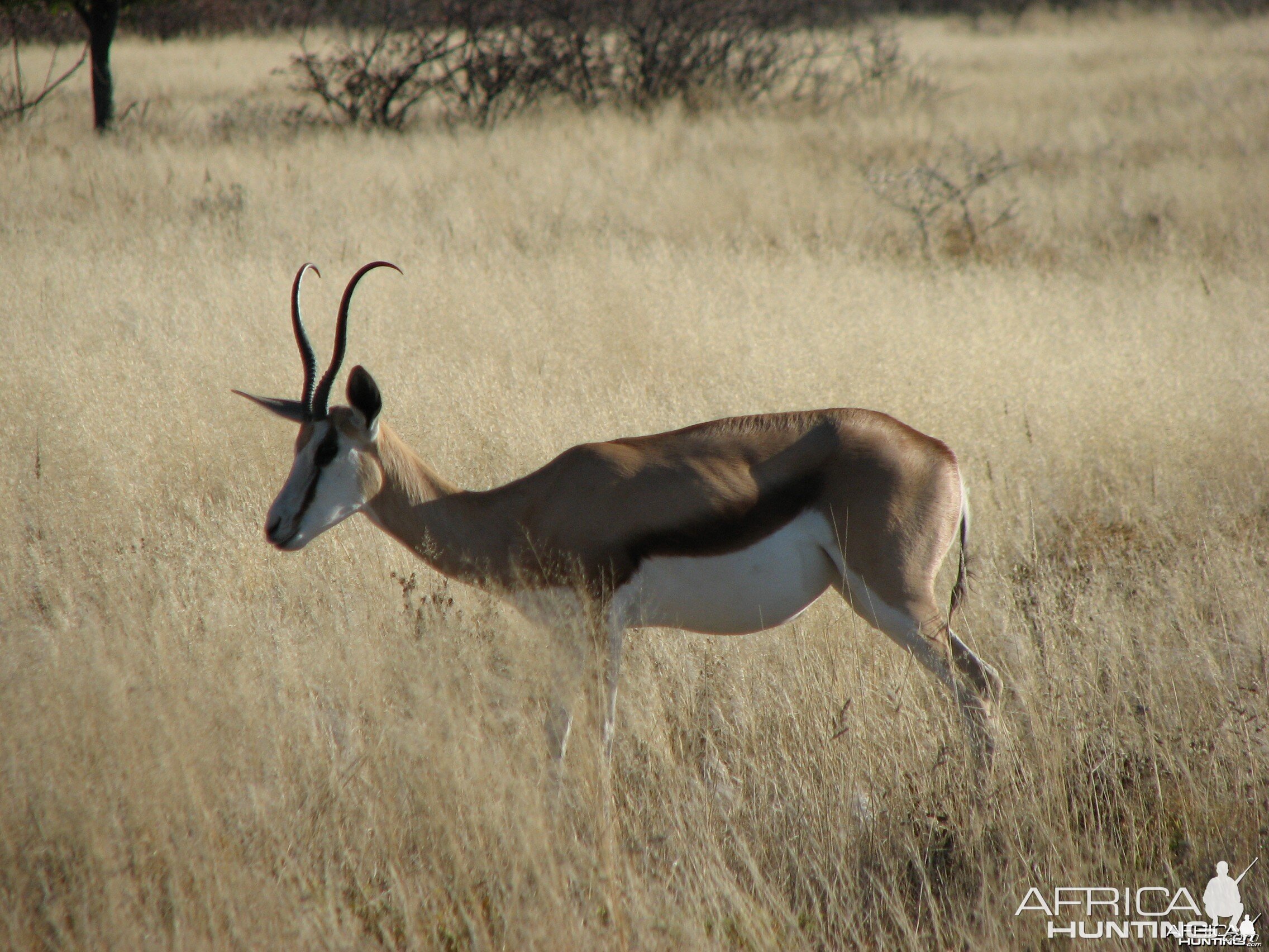 Springbok at Etosha National Park, Namibia