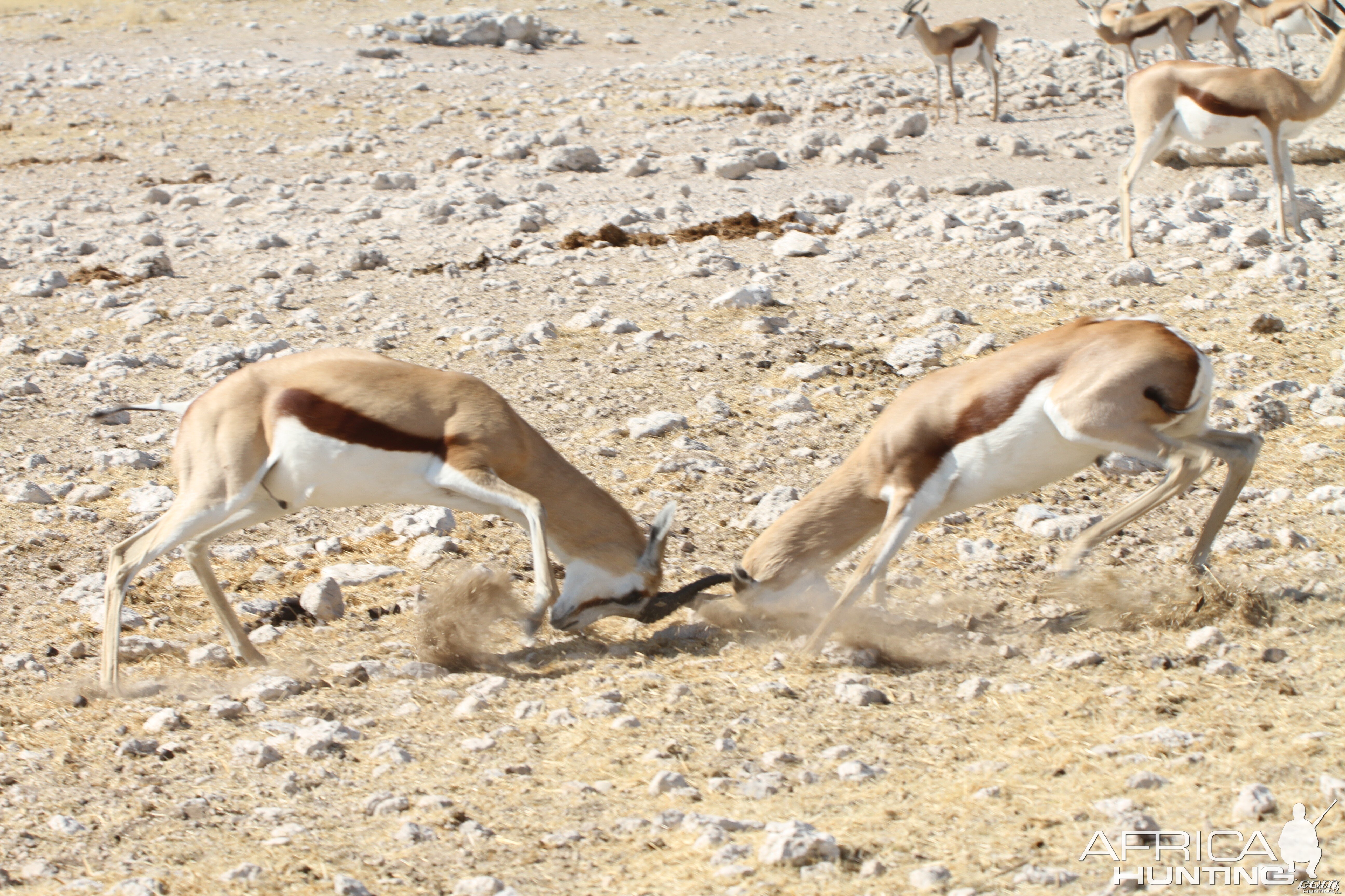 Springbok at Etosha National Park