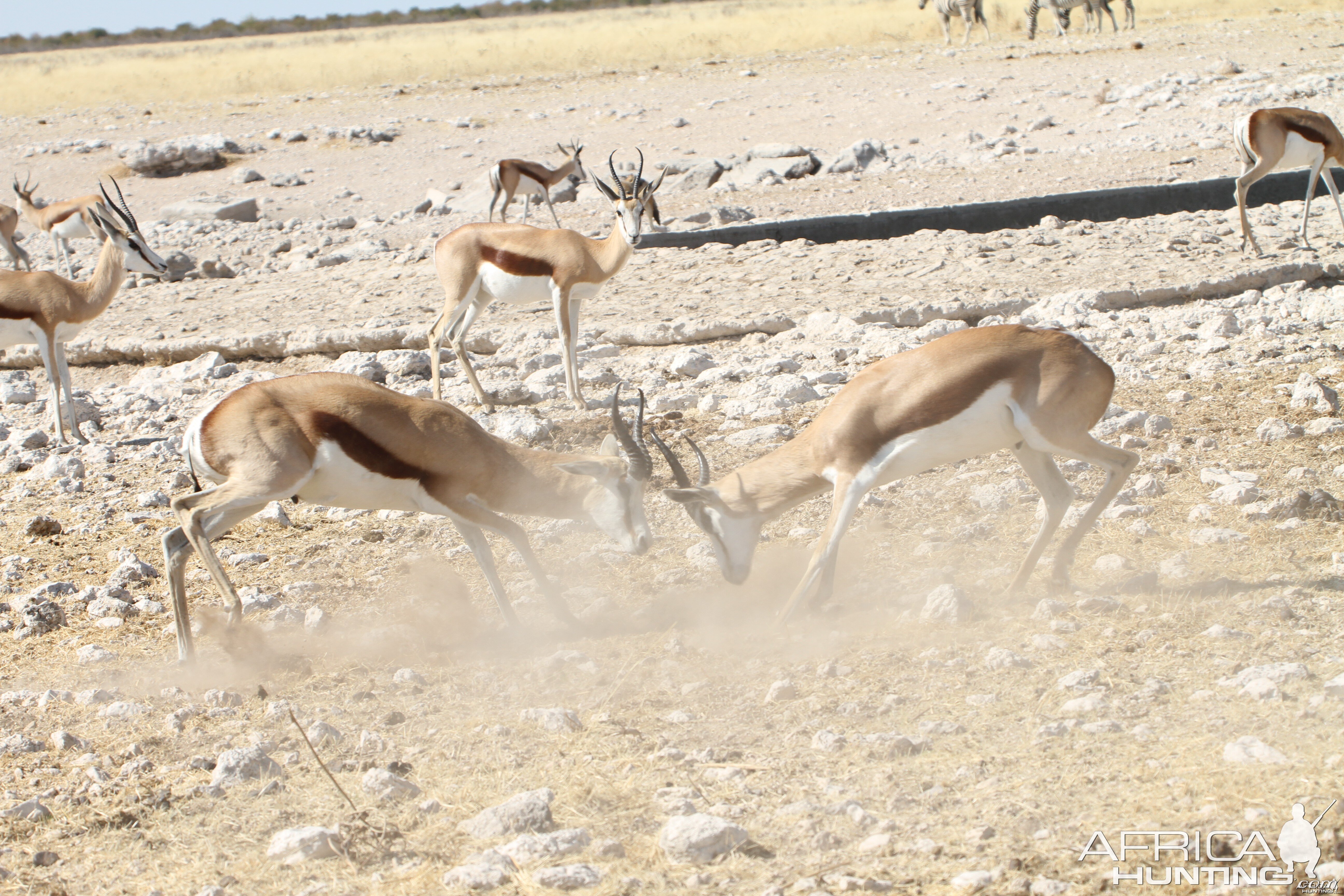 Springbok at Etosha National Park