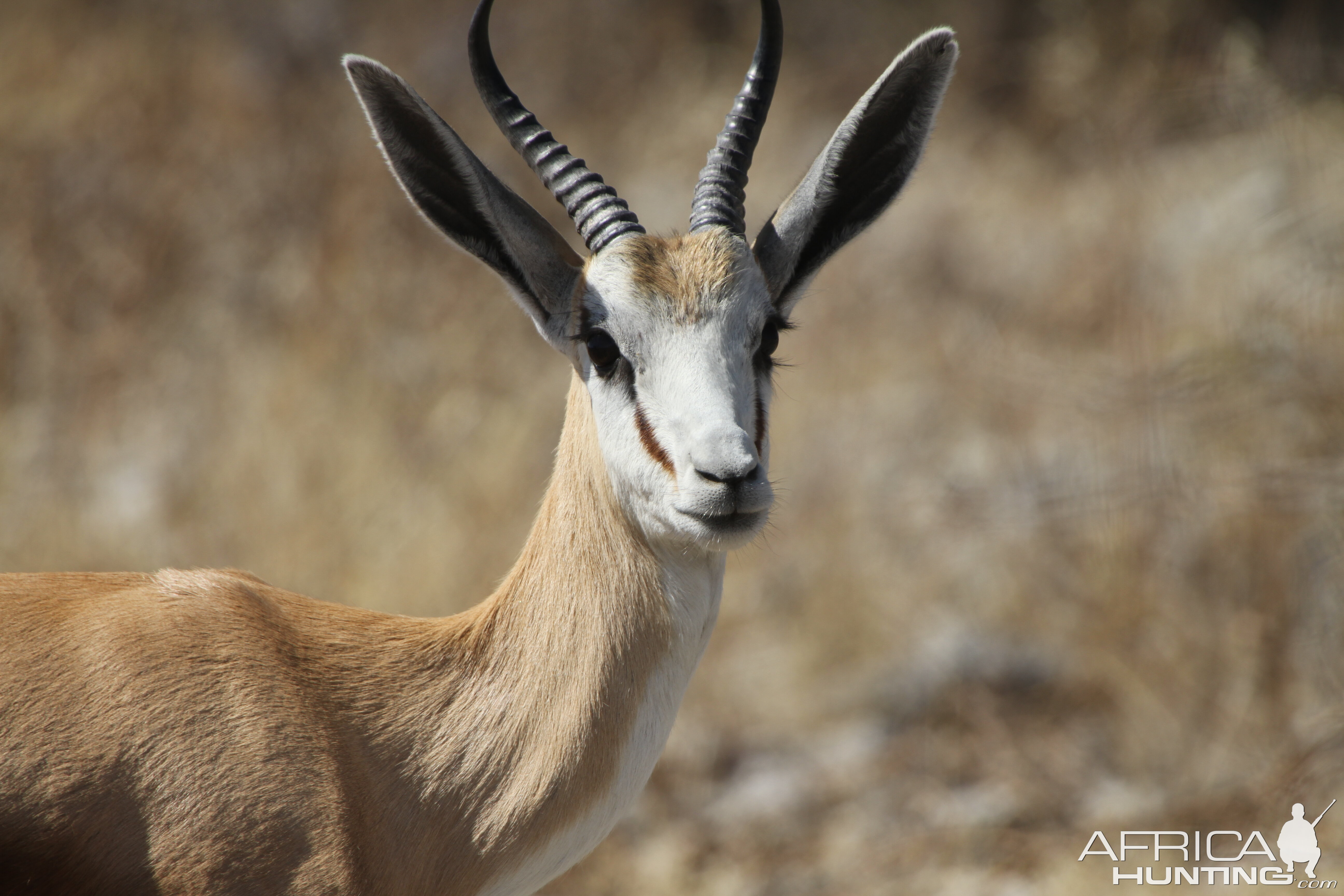 Springbok at Etosha National Park