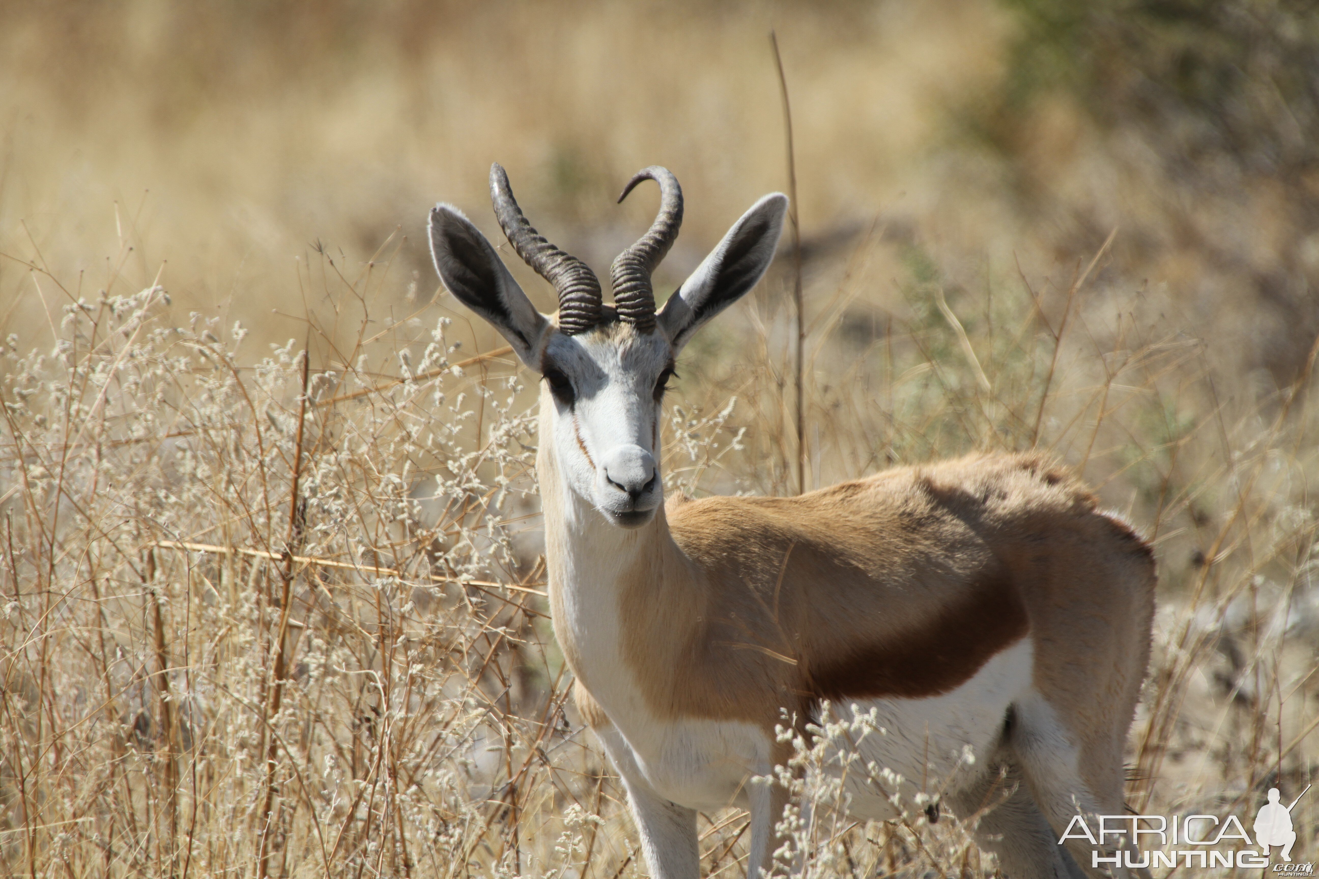 Springbok at Etosha National Park