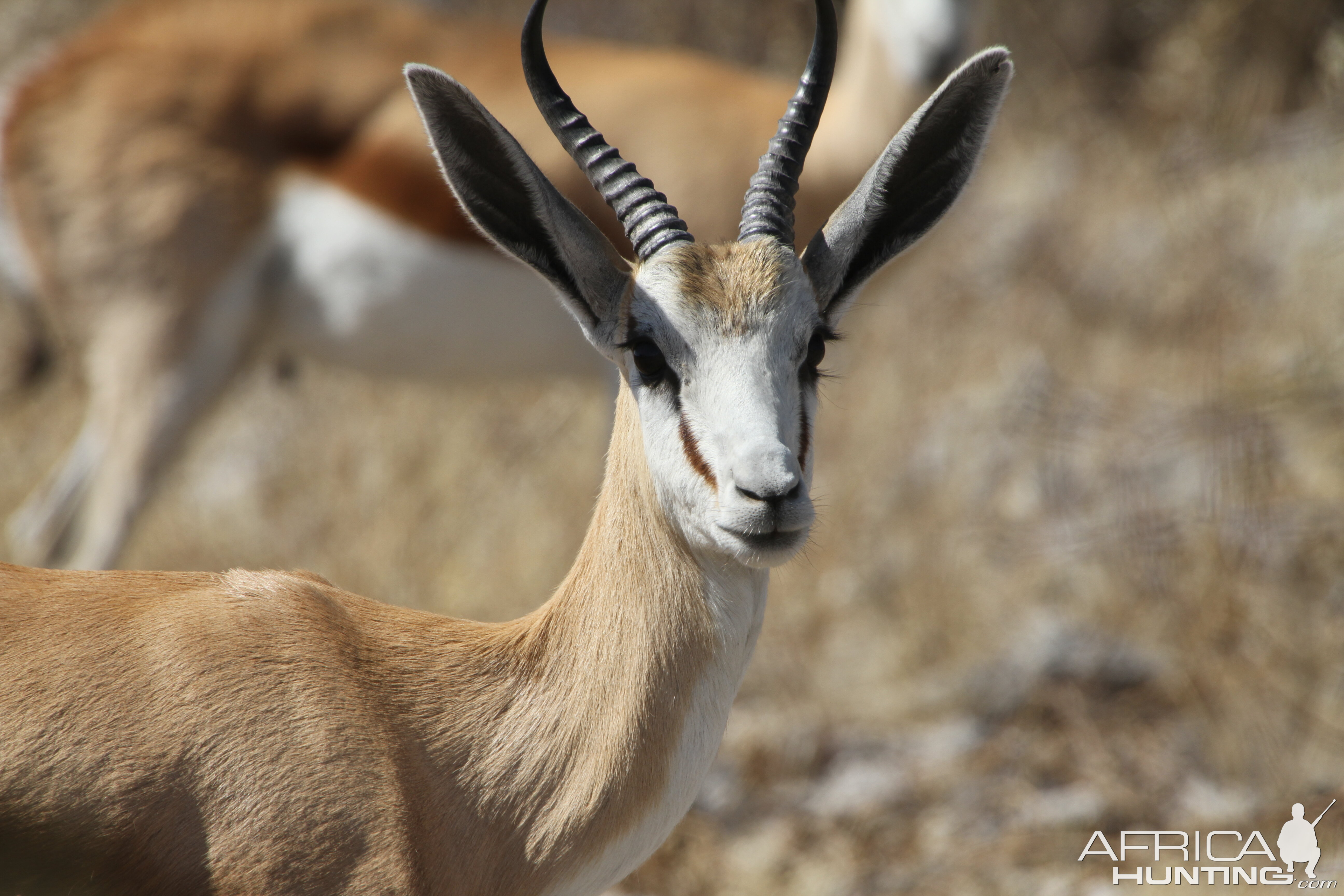 Springbok at Etosha National Park