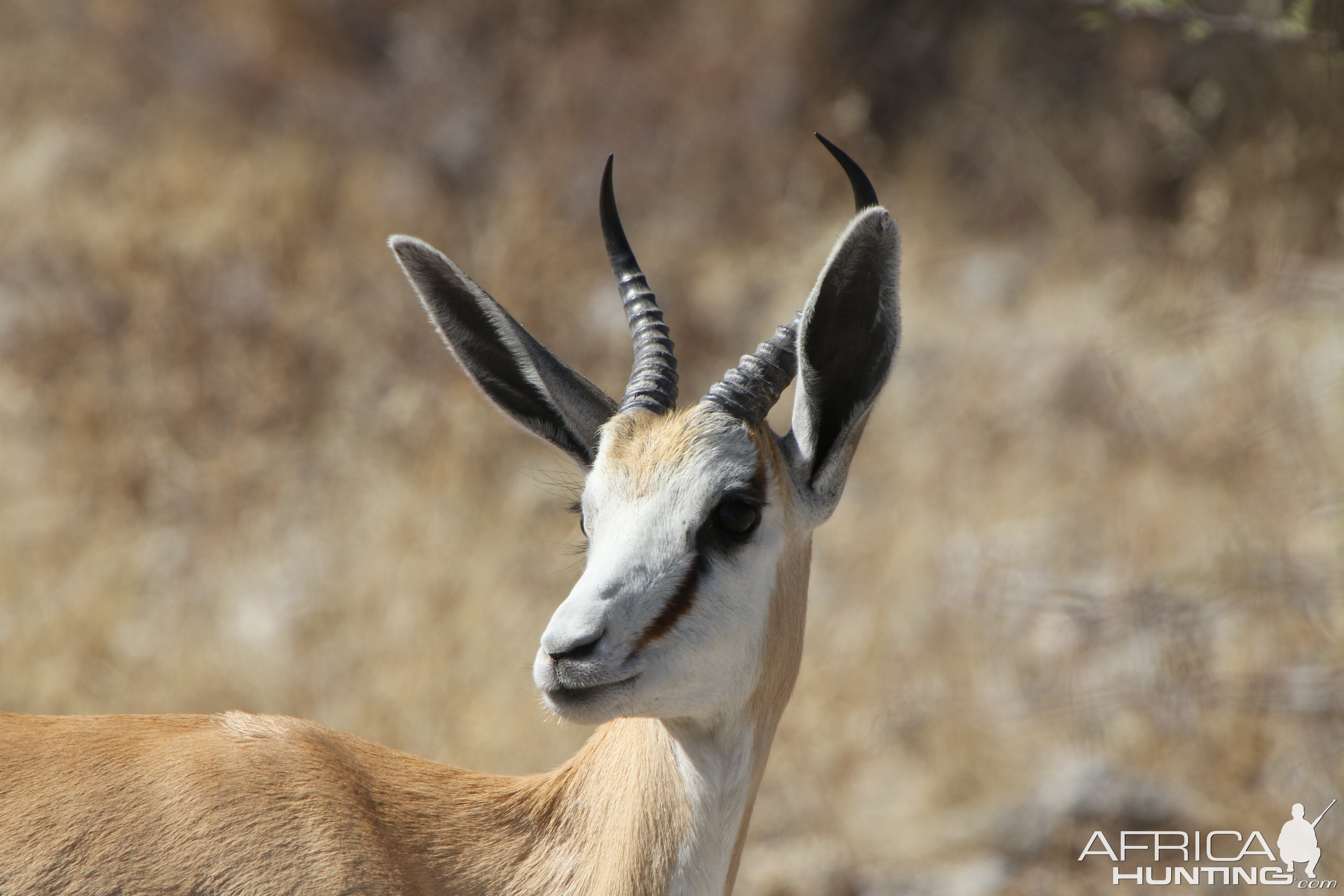 Springbok at Etosha National Park