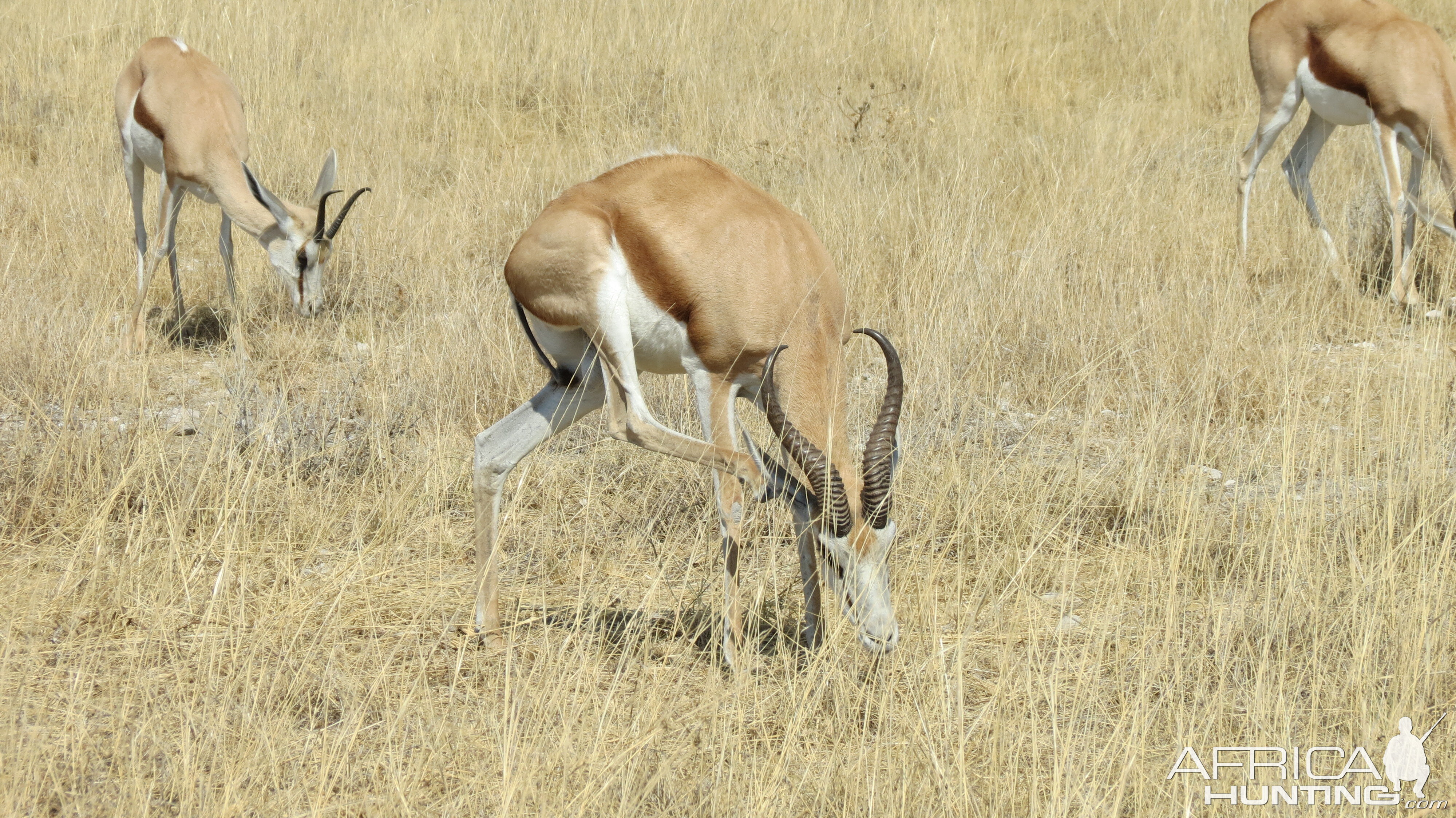 Springbok at Etosha National Park