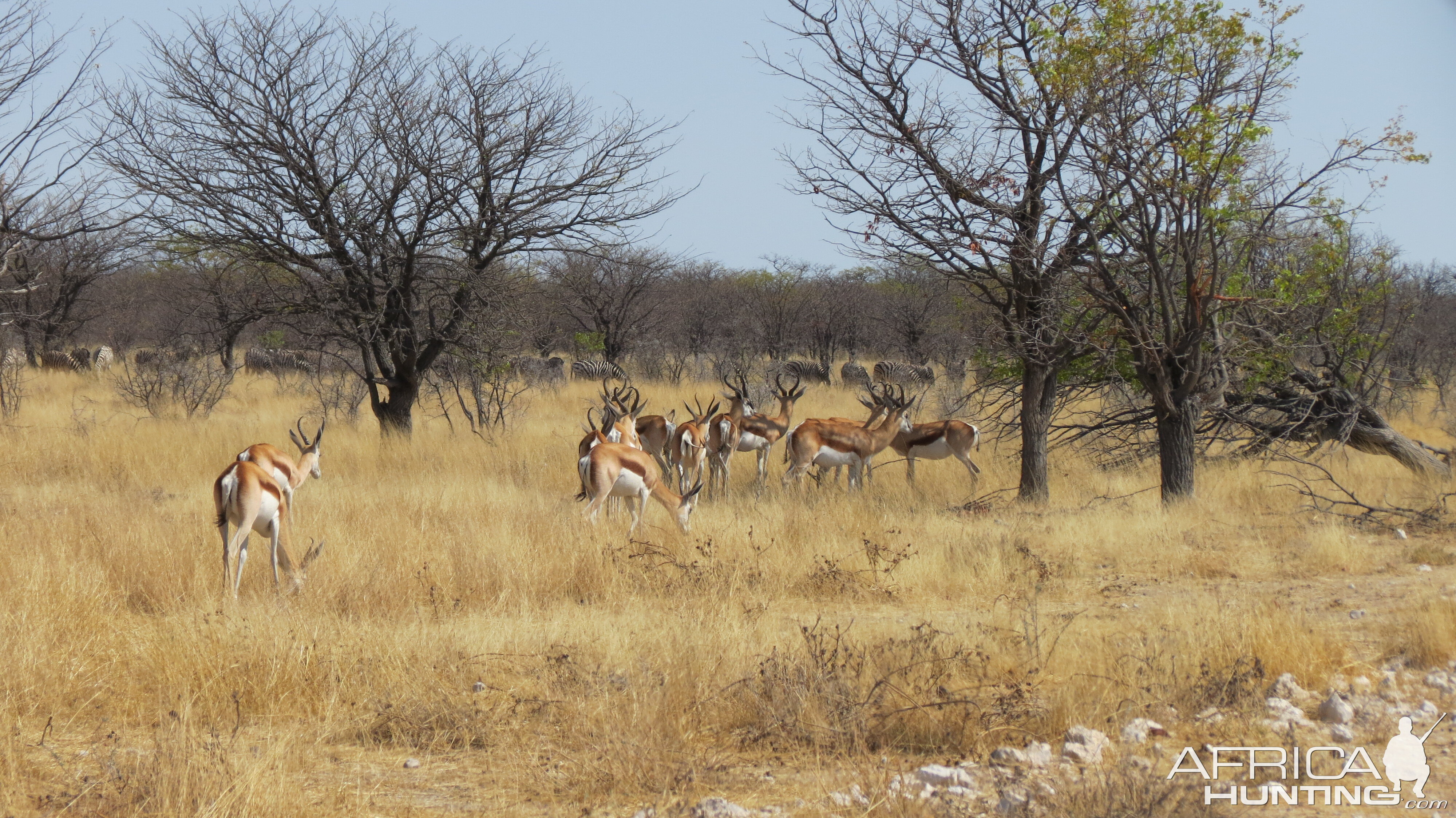 Springbok at Etosha National Park