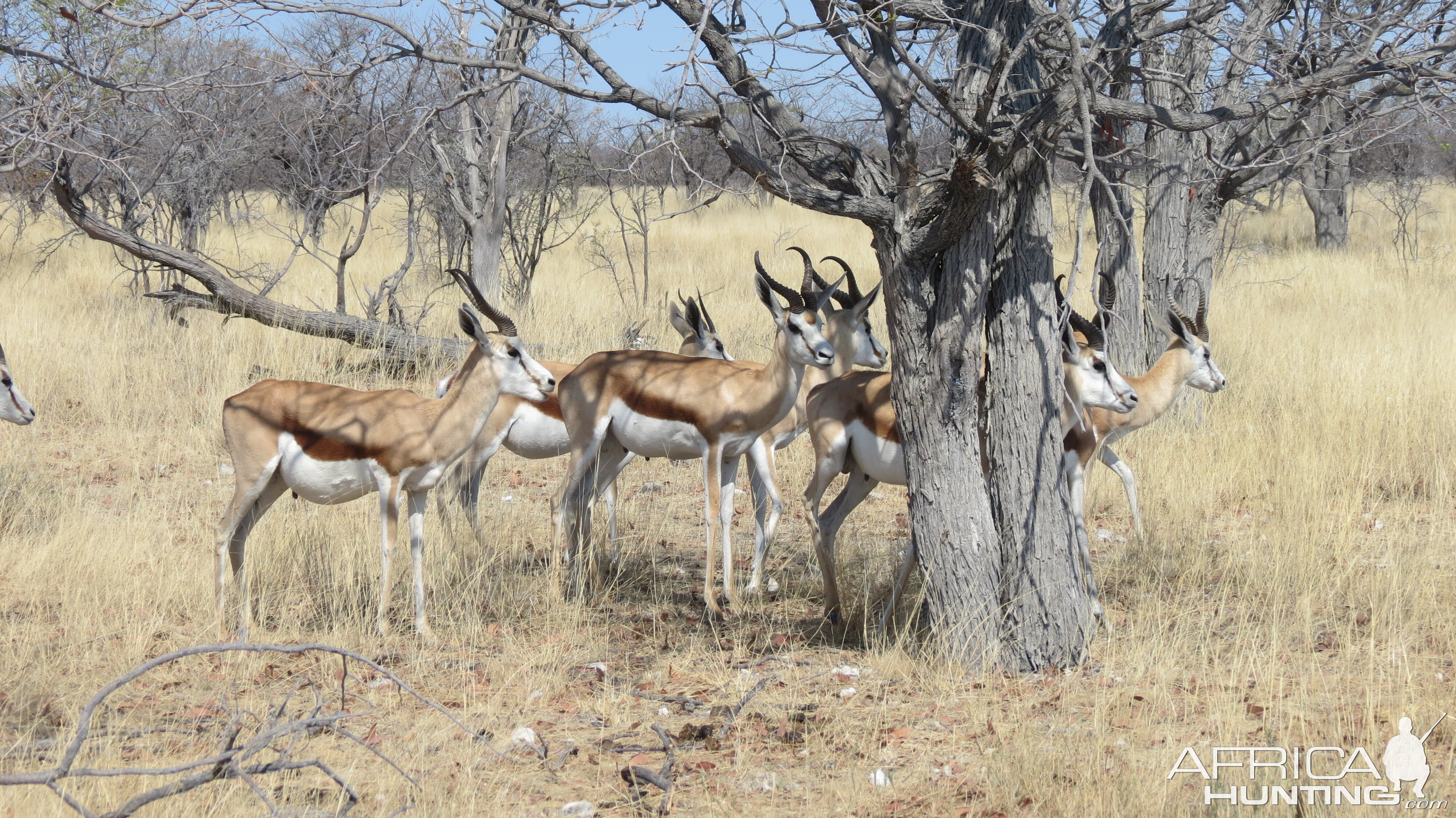 Springbok at Etosha National Park