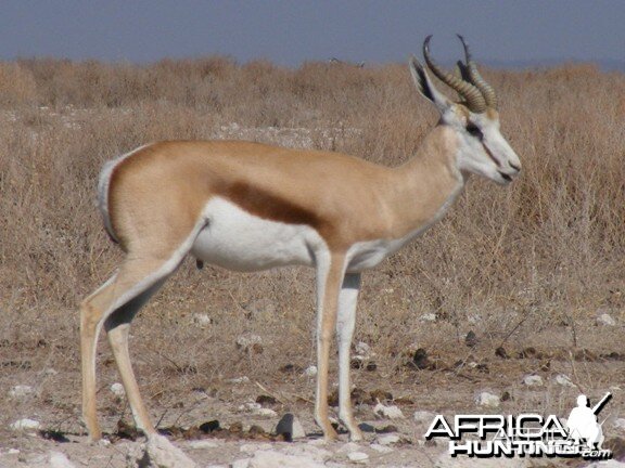 Springbok at Etosha