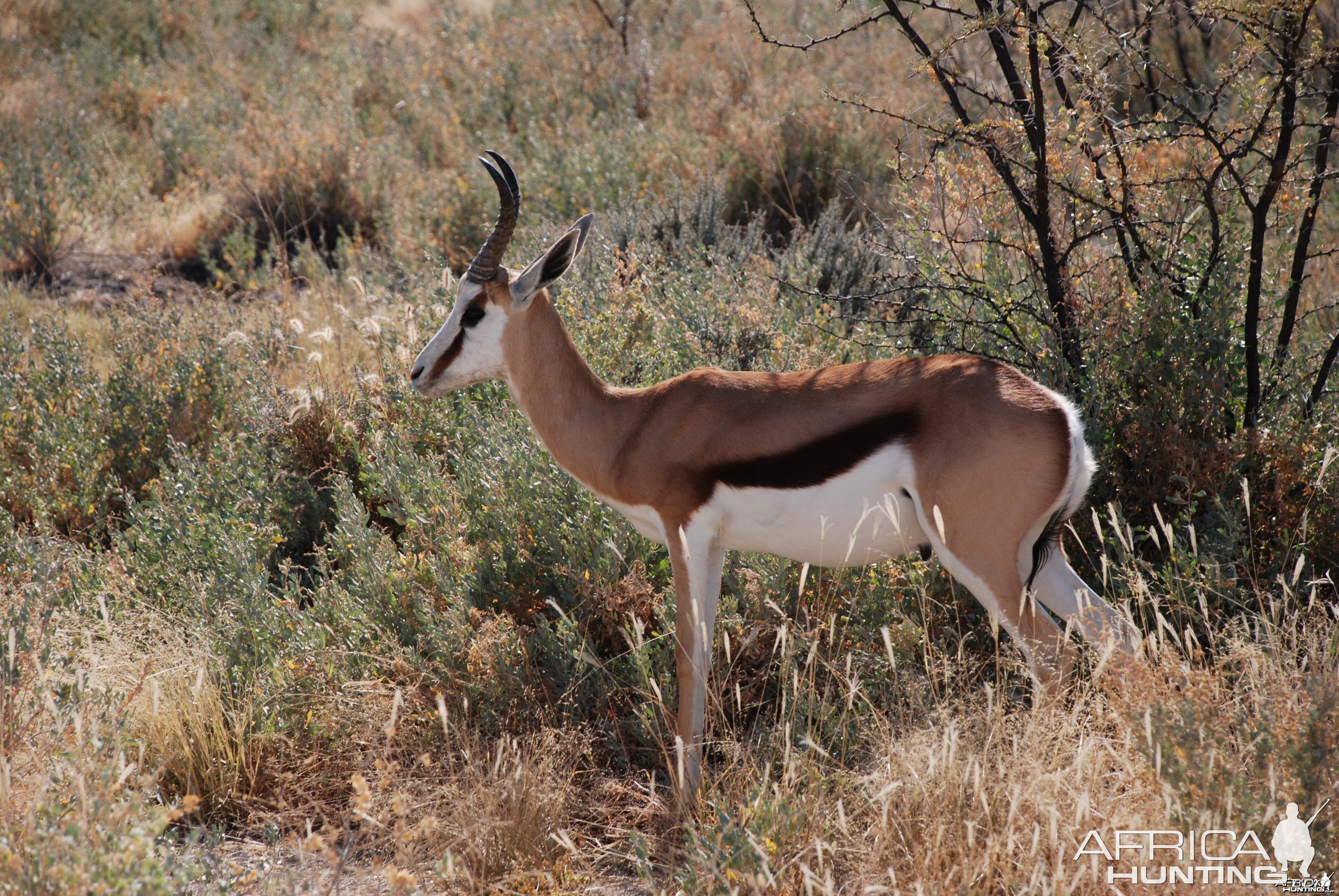 Springbok at Etosha