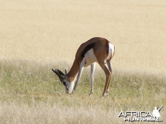 Springbok at Sossusvlei Namibia