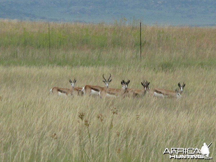 Springbok Bloodline from Botswana