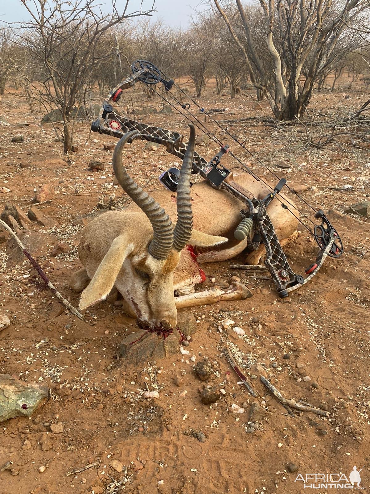 Springbok Bow Hunt Namibia