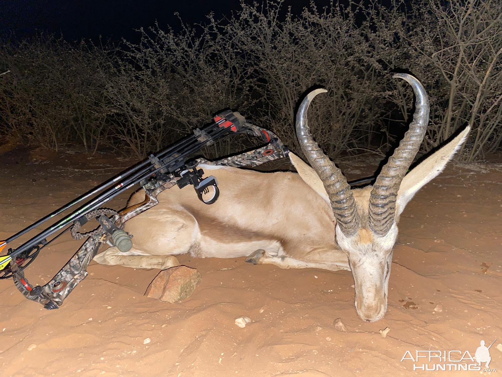 Springbok Bow Hunt Namibia