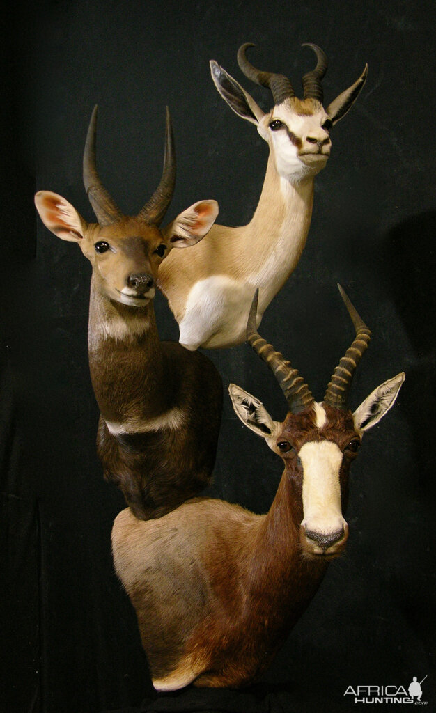 Springbok, Bushbuck & Blesbok Triple Stacked Pedestal Taxidermy