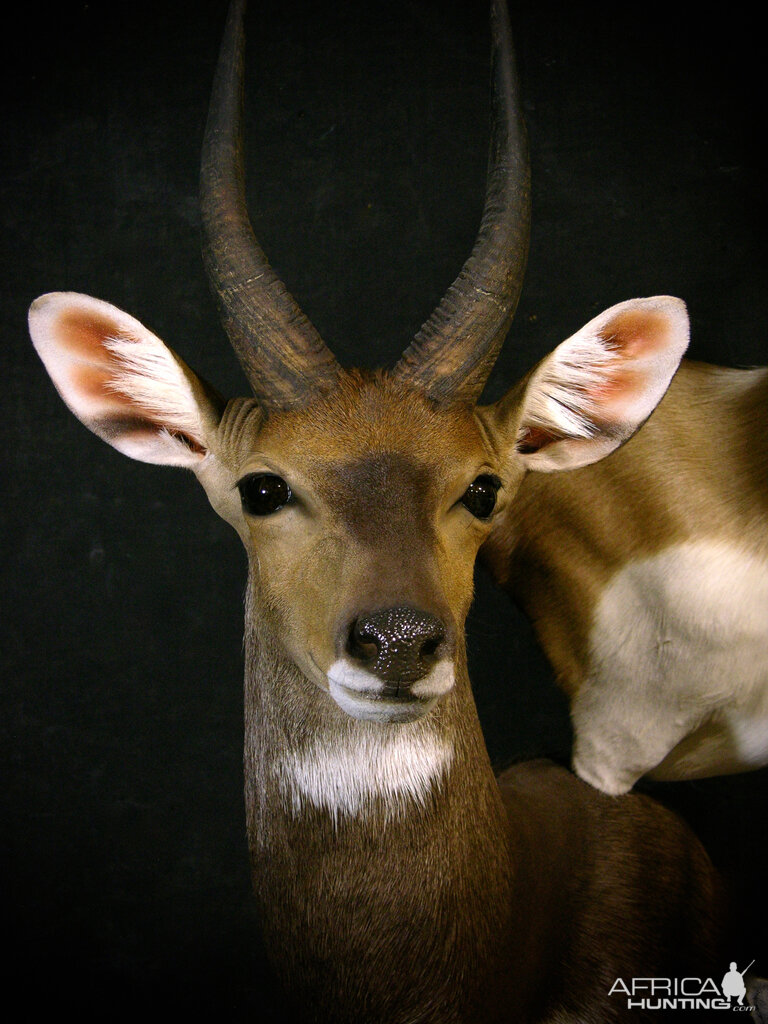 Springbok, Bushbuck & Blesbok Triple Stacked Pedestal Taxidermy