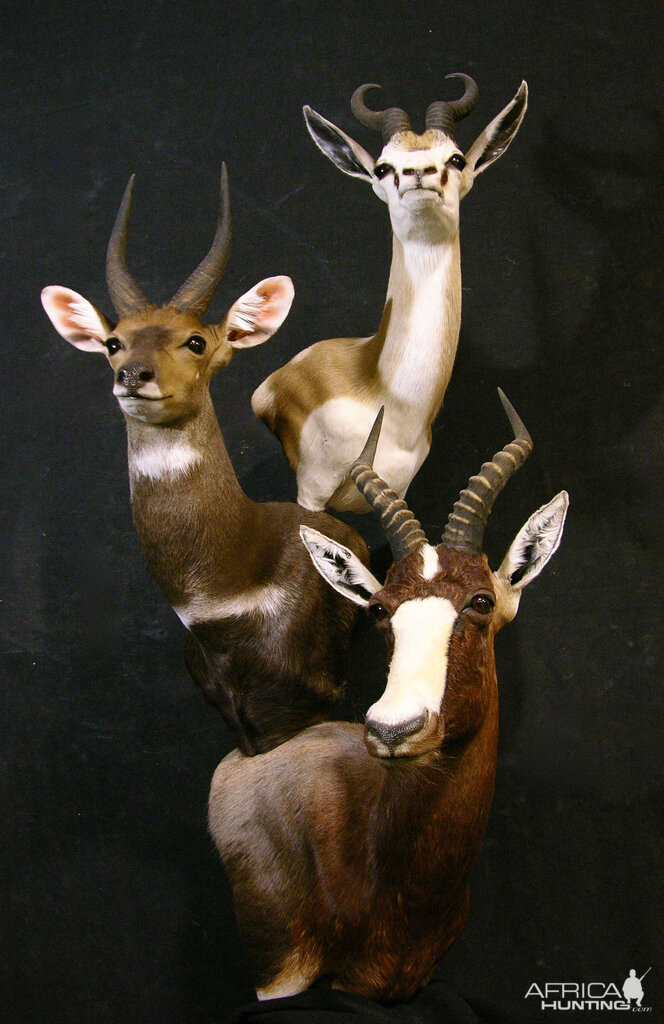 Springbok, Bushbuck & Blesbok Triple Stacked Pedestal Taxidermy