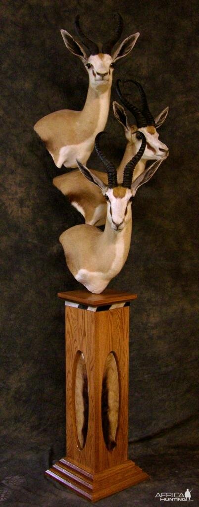 Springbok Cluster Mount Taxidermy