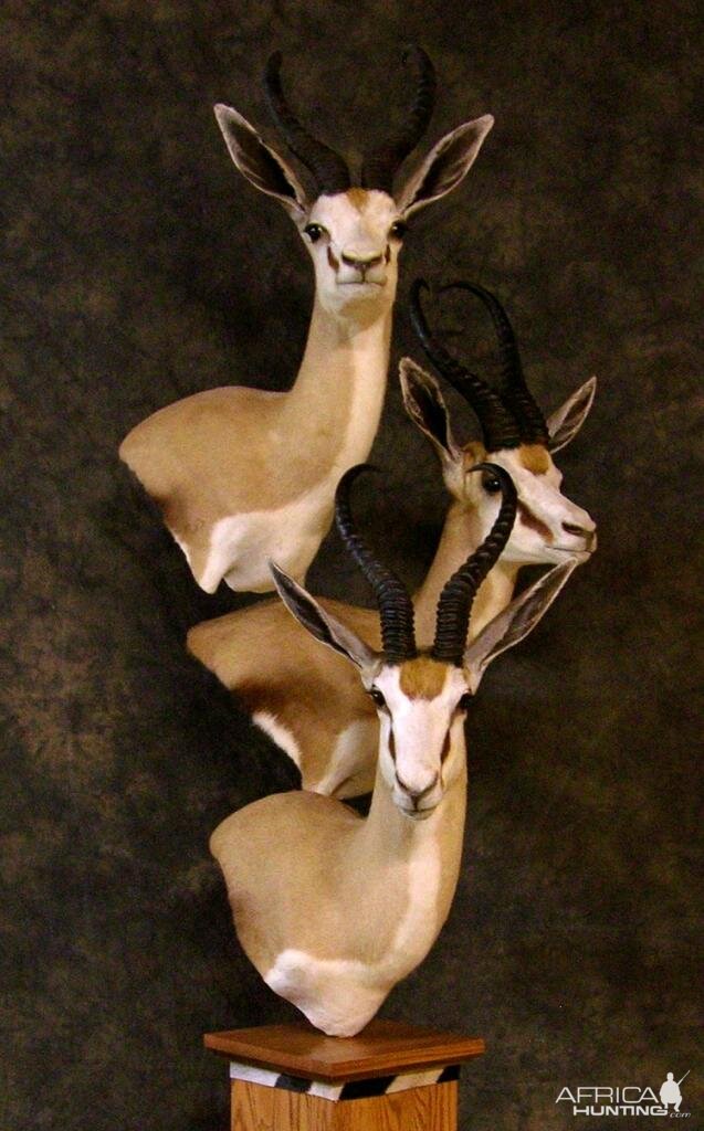 Springbok Cluster Mount Taxidermy