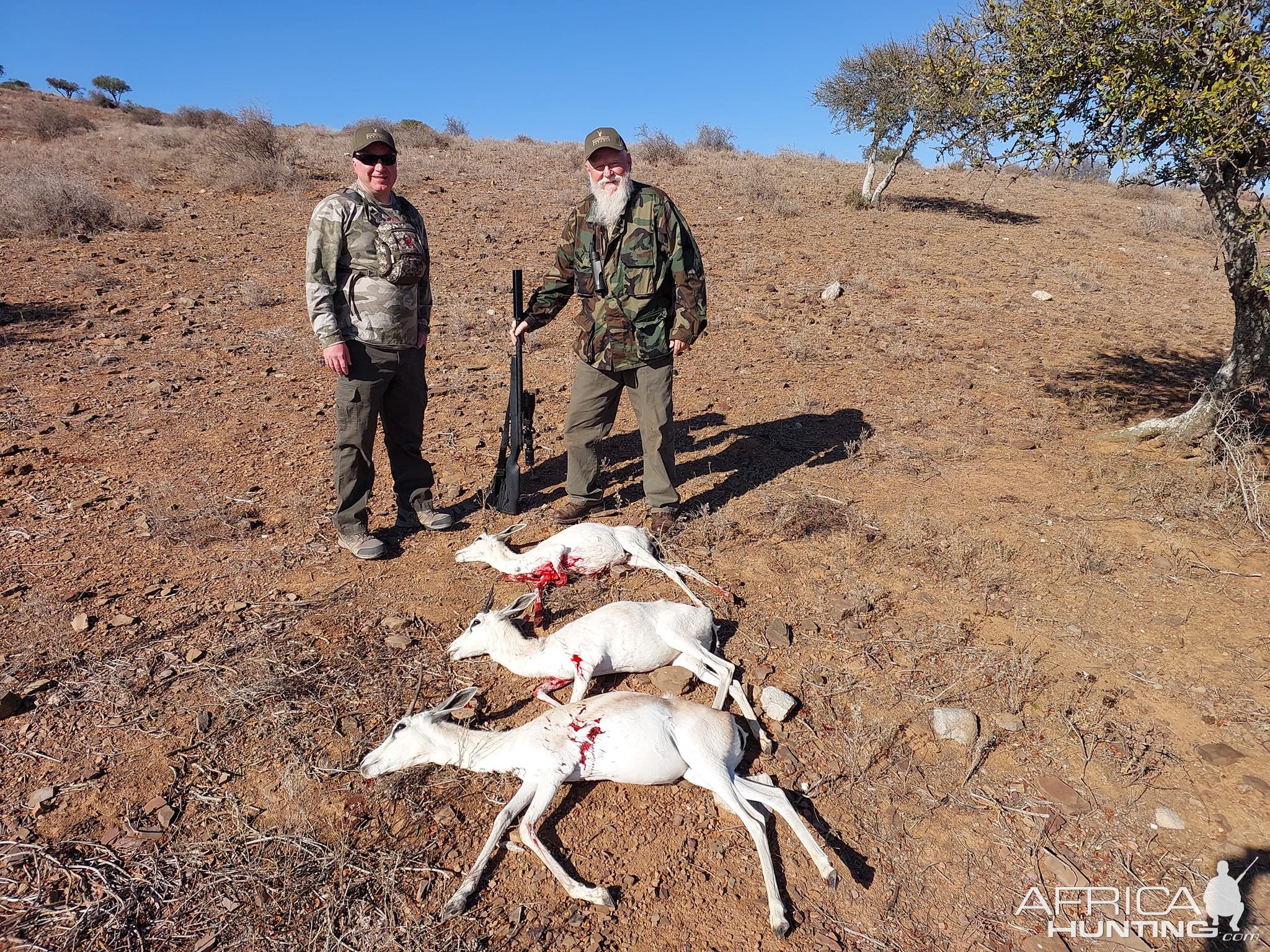 Springbok Cull Hunt Eastern Cape South Africa