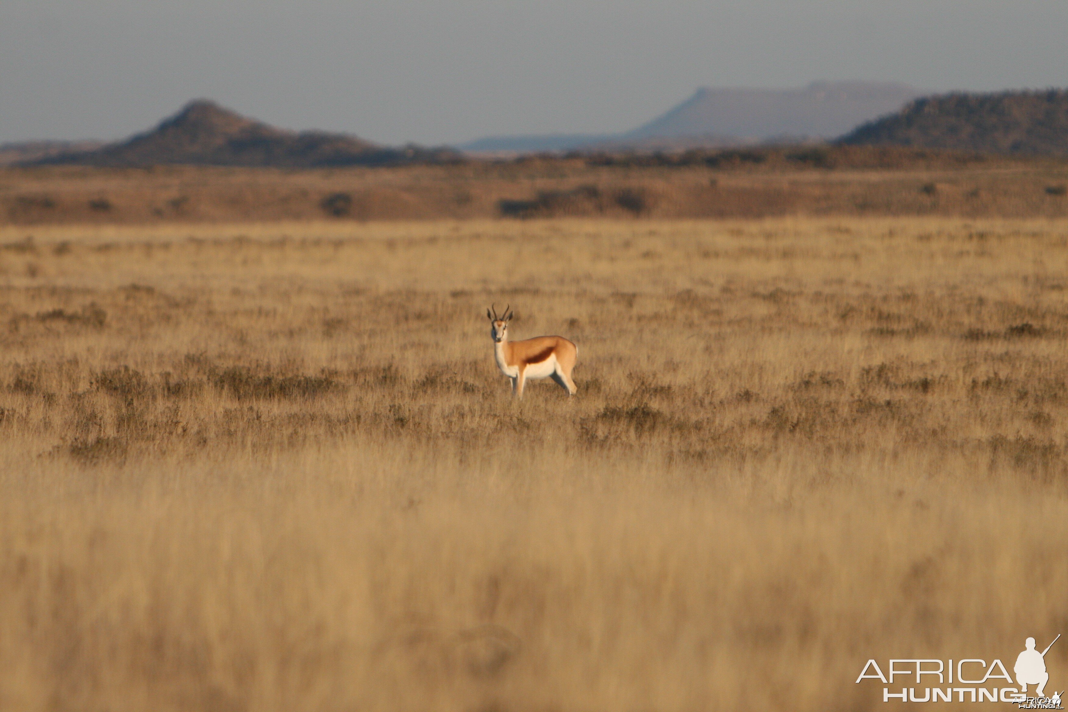 Springbok Doe