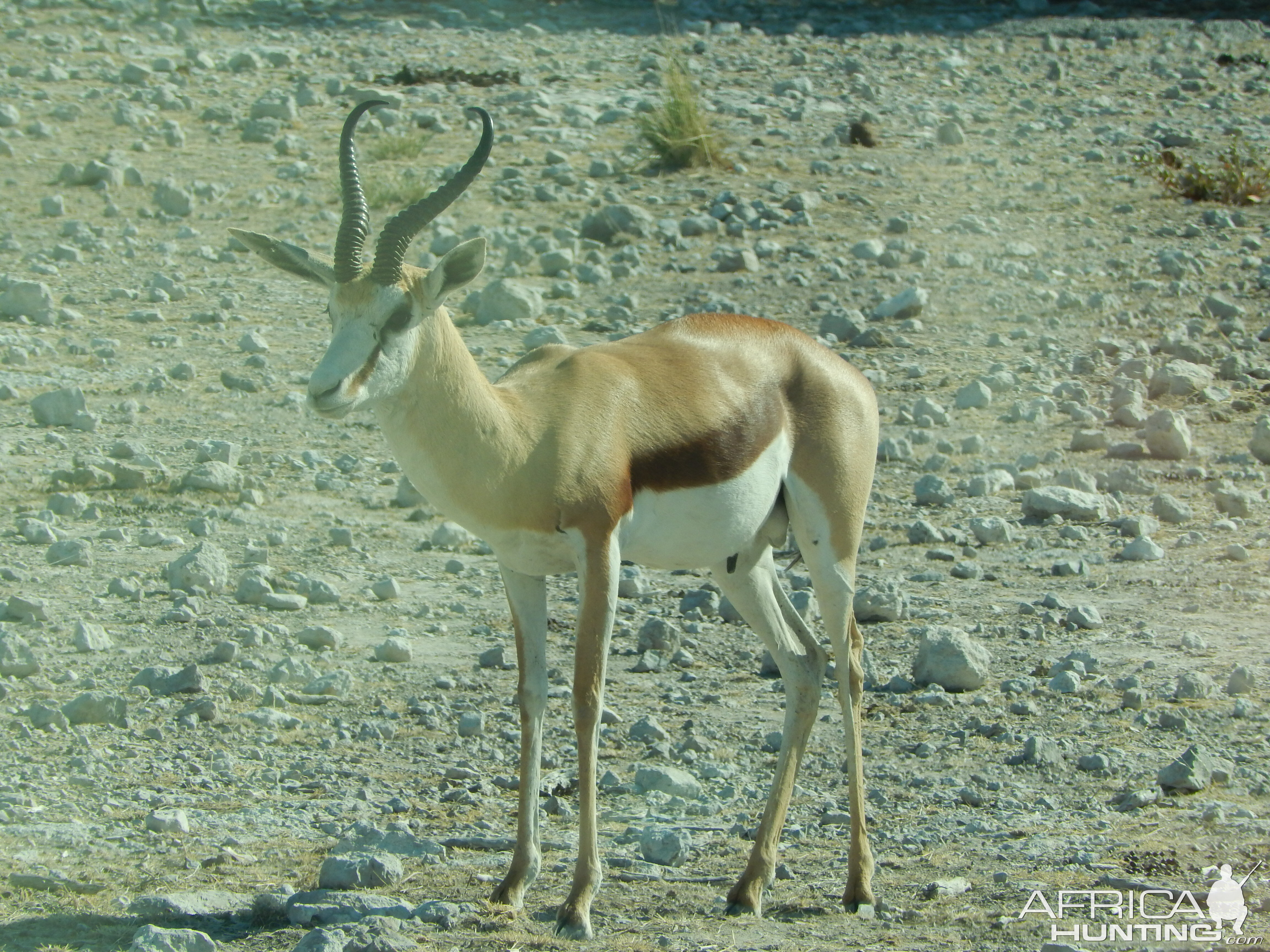 Springbok Etosha Namibia