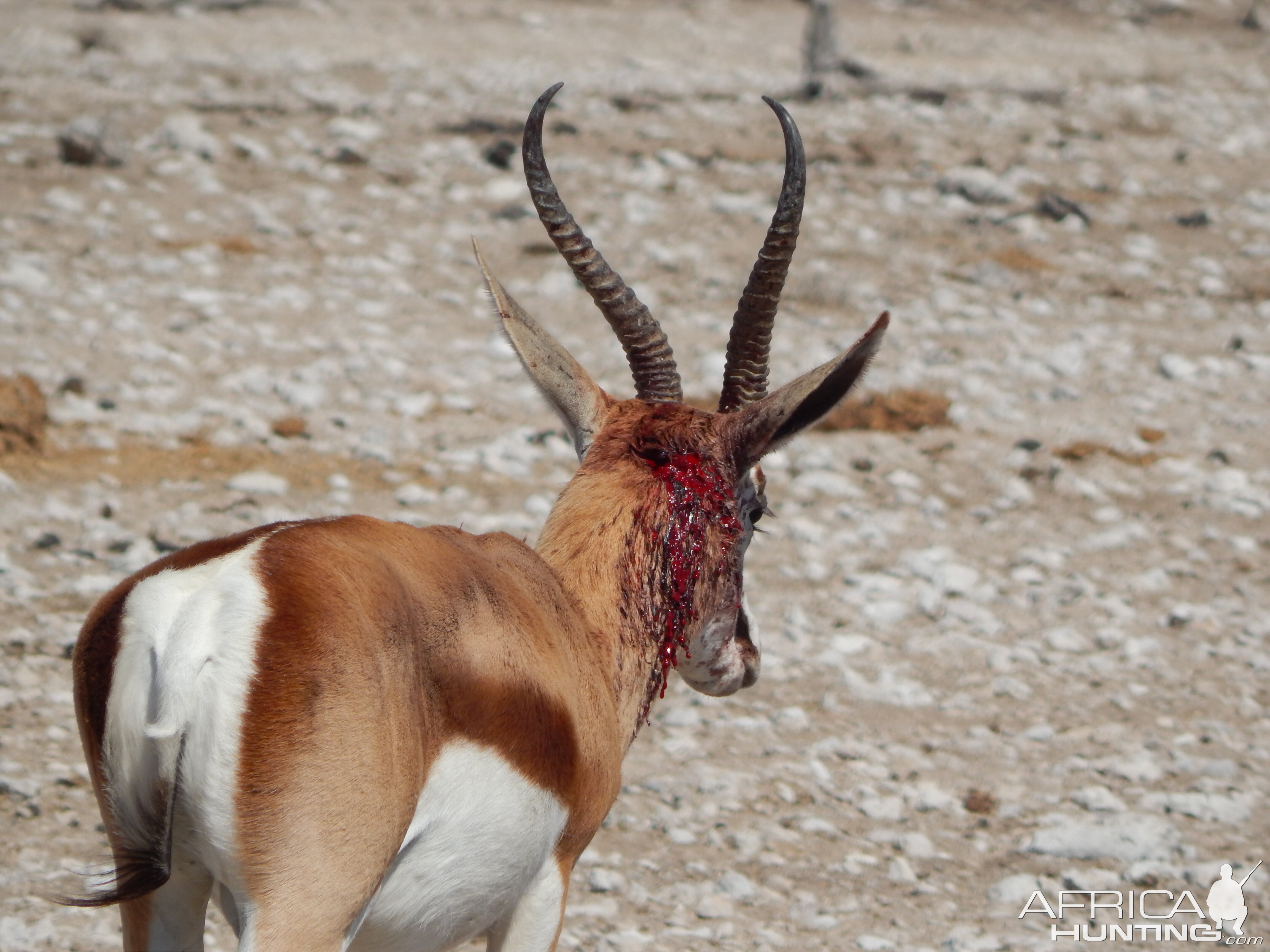 Springbok Etosha Namibia