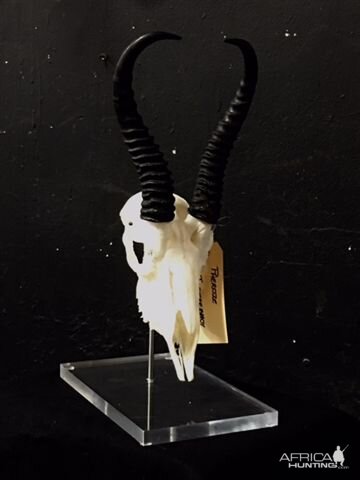 Springbok European Skull Mount Taxidermy