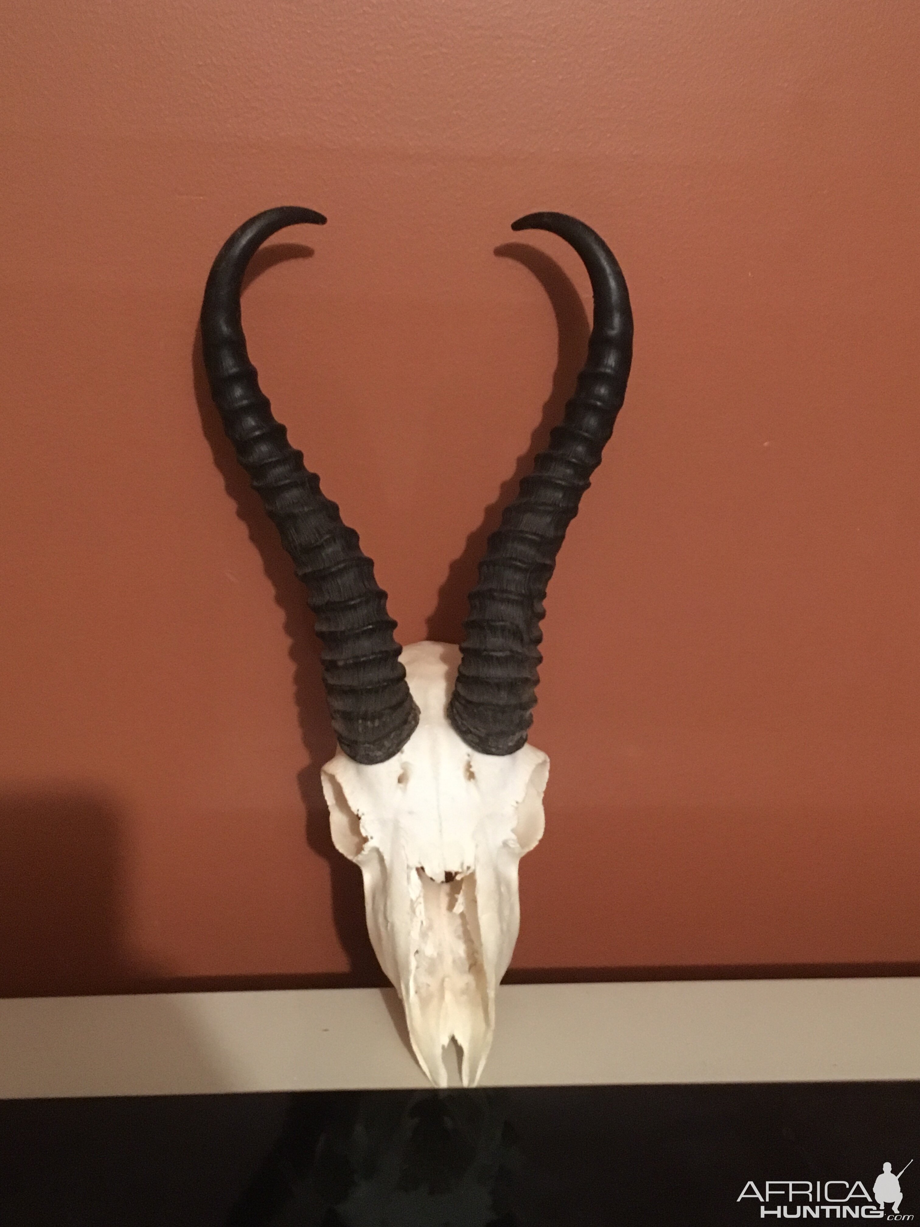 Springbok European Skull Mount Taxidermy