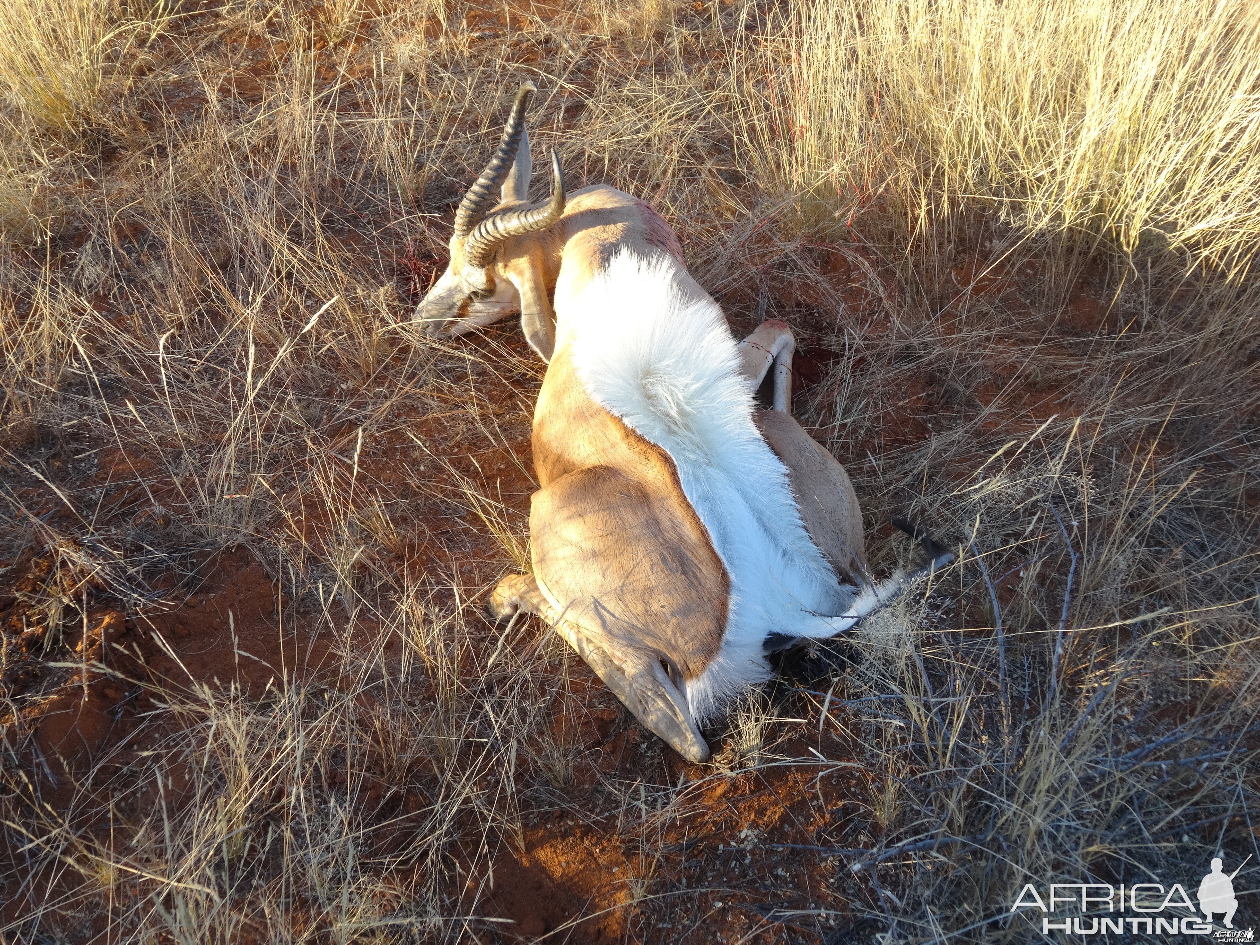 springbok flared