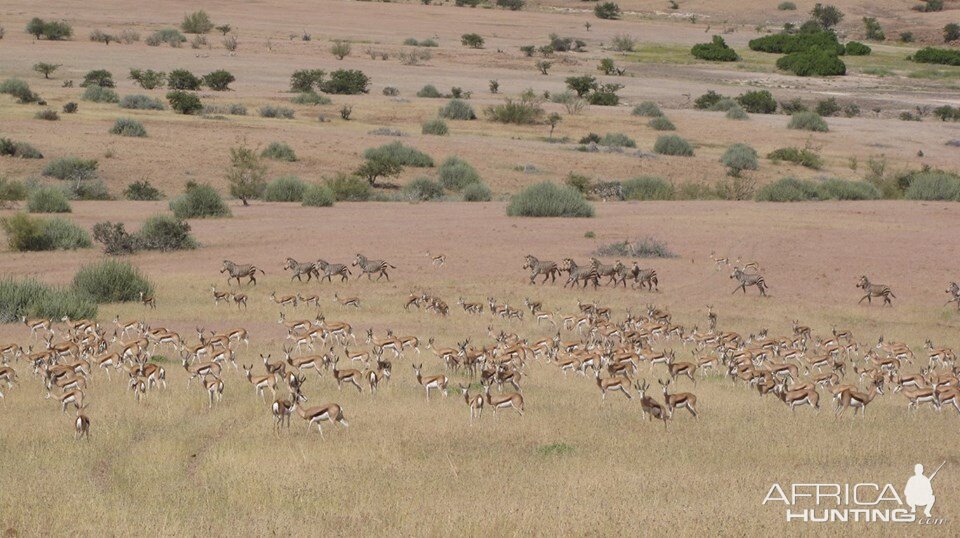 Springbok & Hartmann's Mountain Zebra