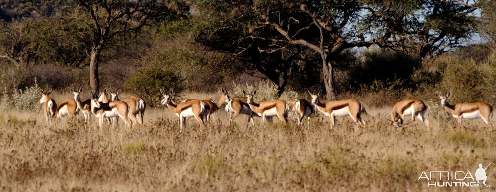 Springbok Herd Namibia