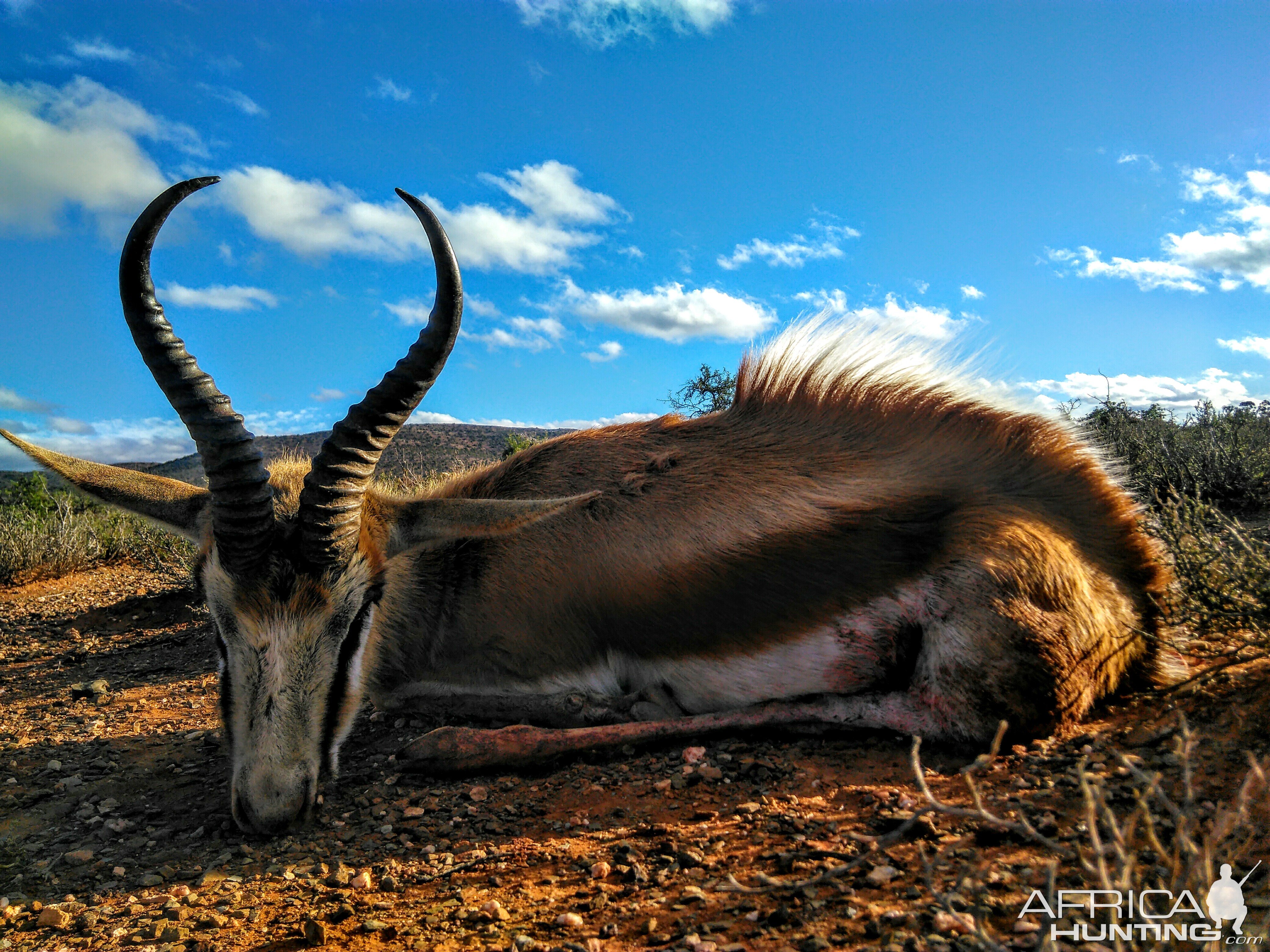 Springbok Hunt in South Africa