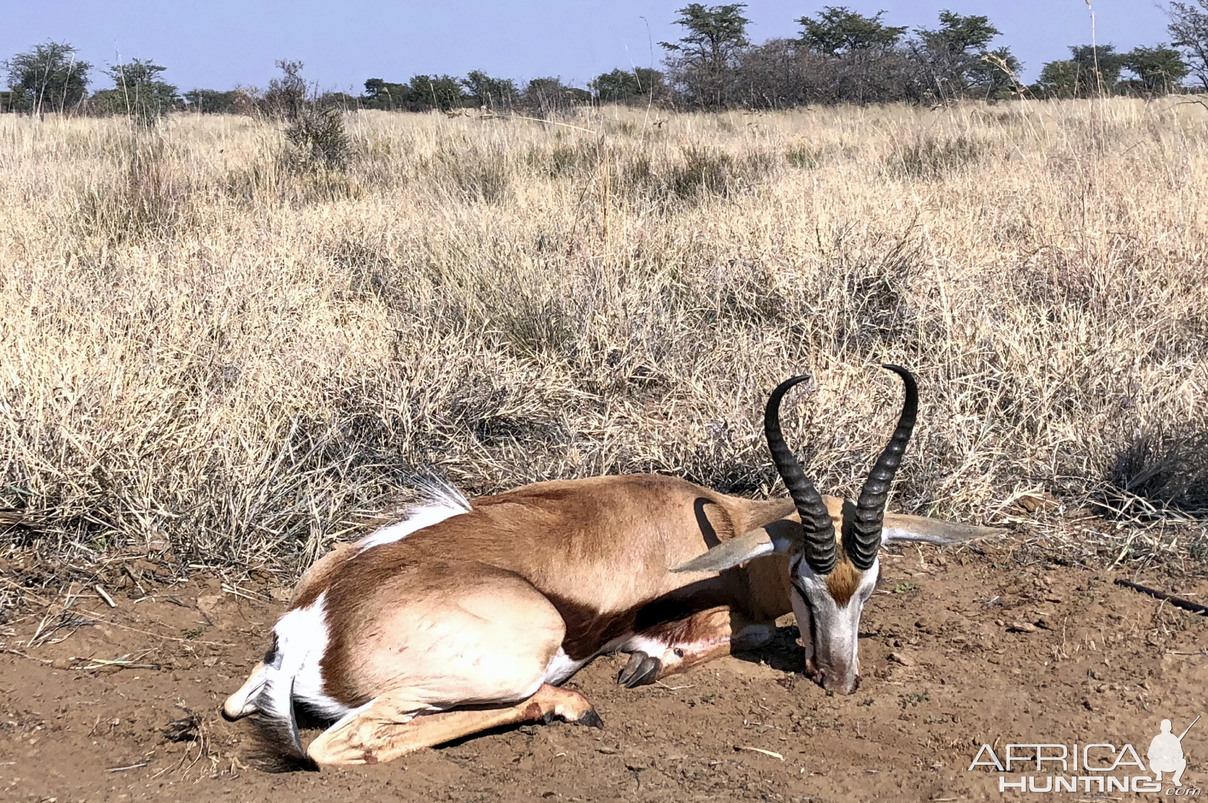 Springbok Hunt in South Africa