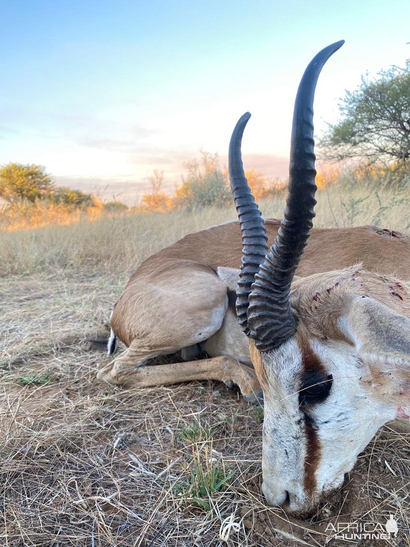 Springbok Hunt Namibia