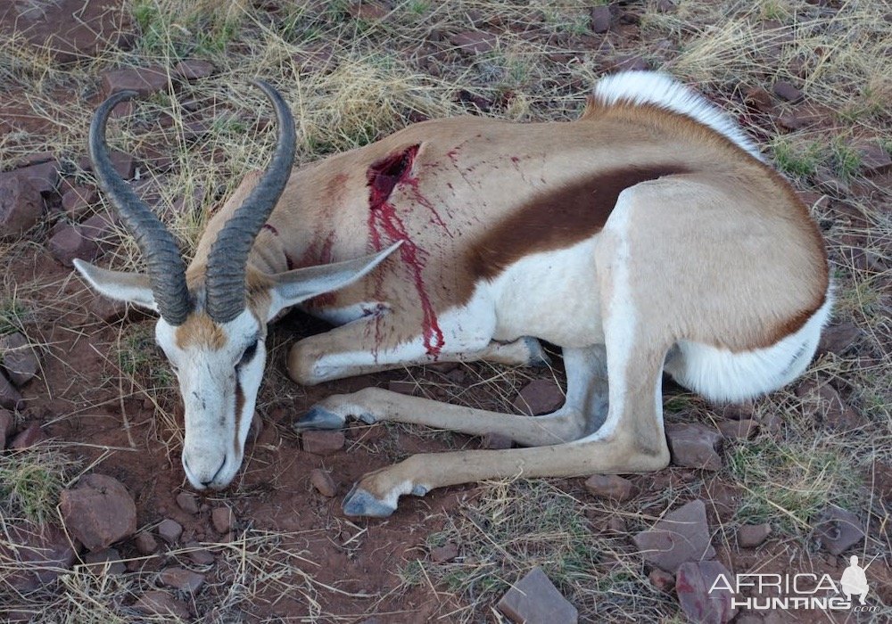 Springbok Hunt Namibia