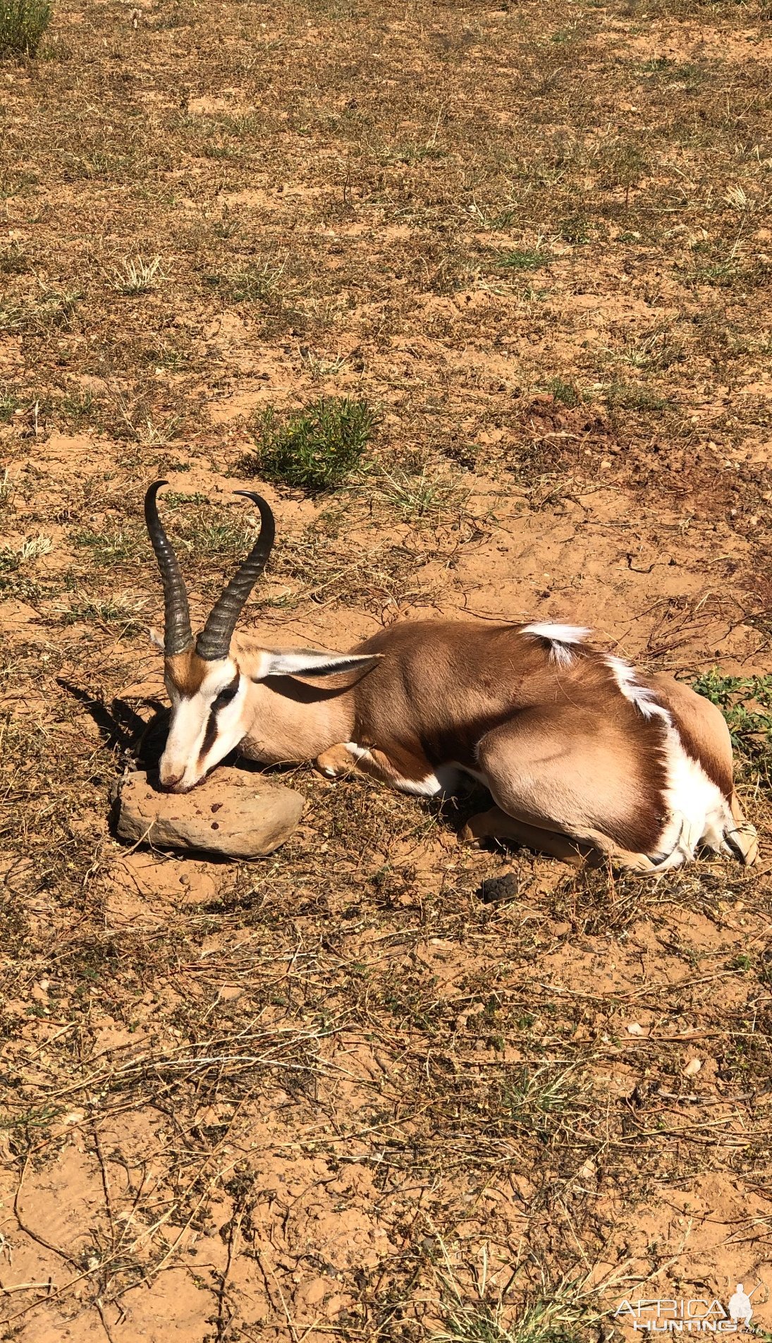 Springbok Hunt Namibia