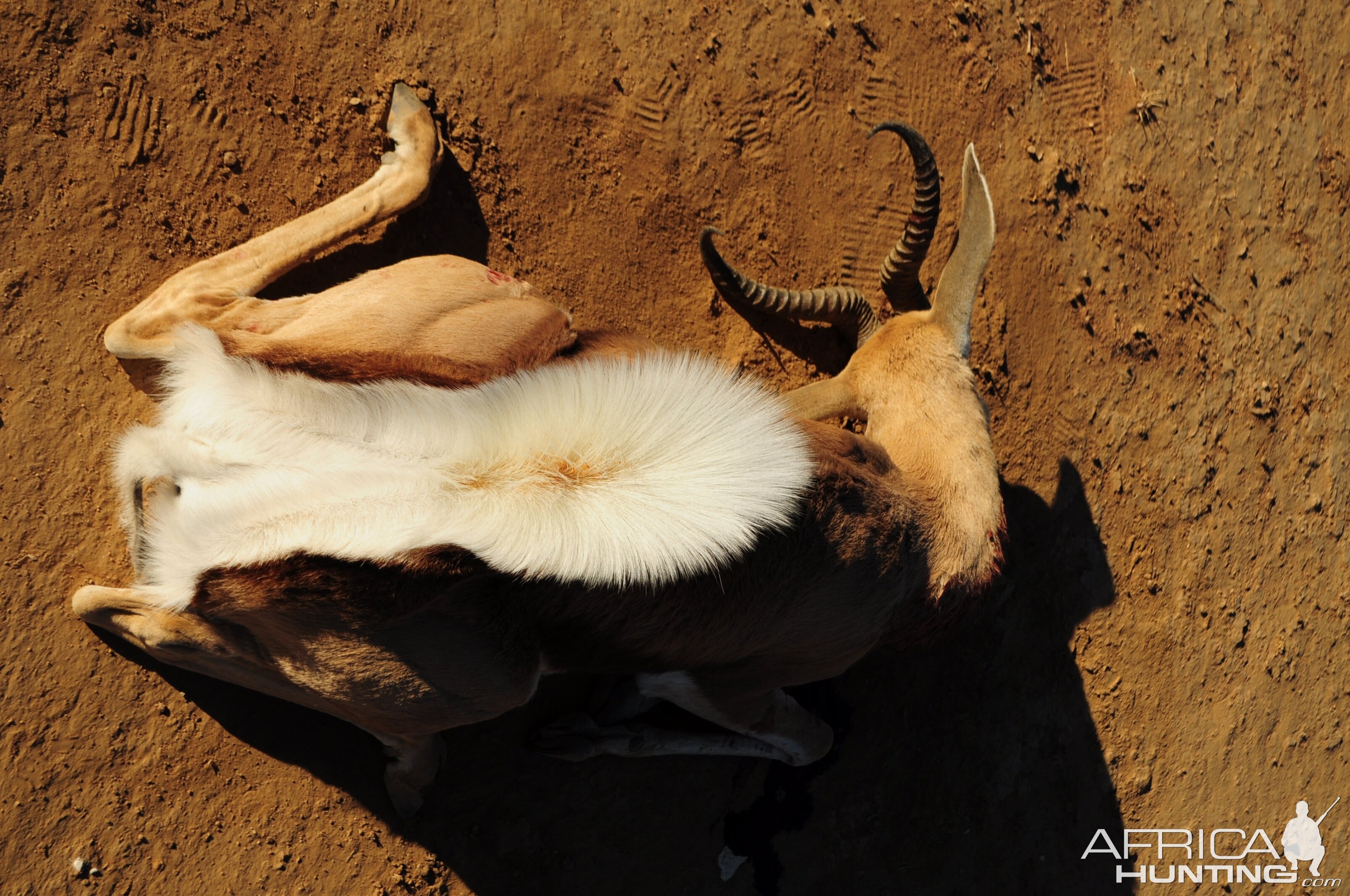 Springbok Hunt Namibia