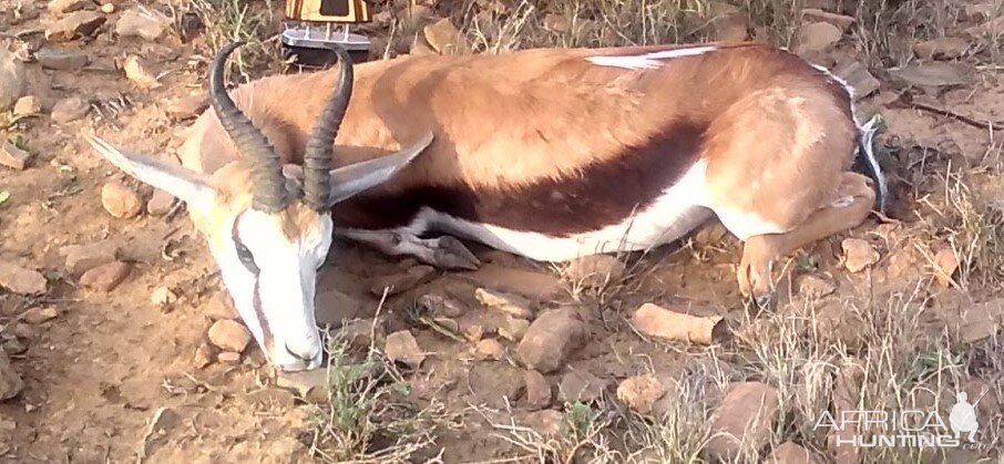 Springbok Hunt South Africa