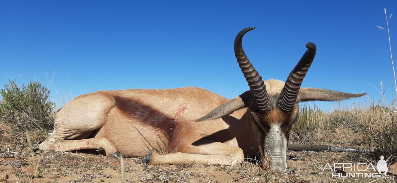 Springbok Hunt South Africa