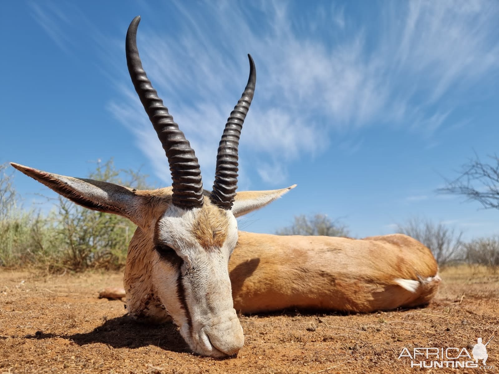 Springbok Hunt South Africa