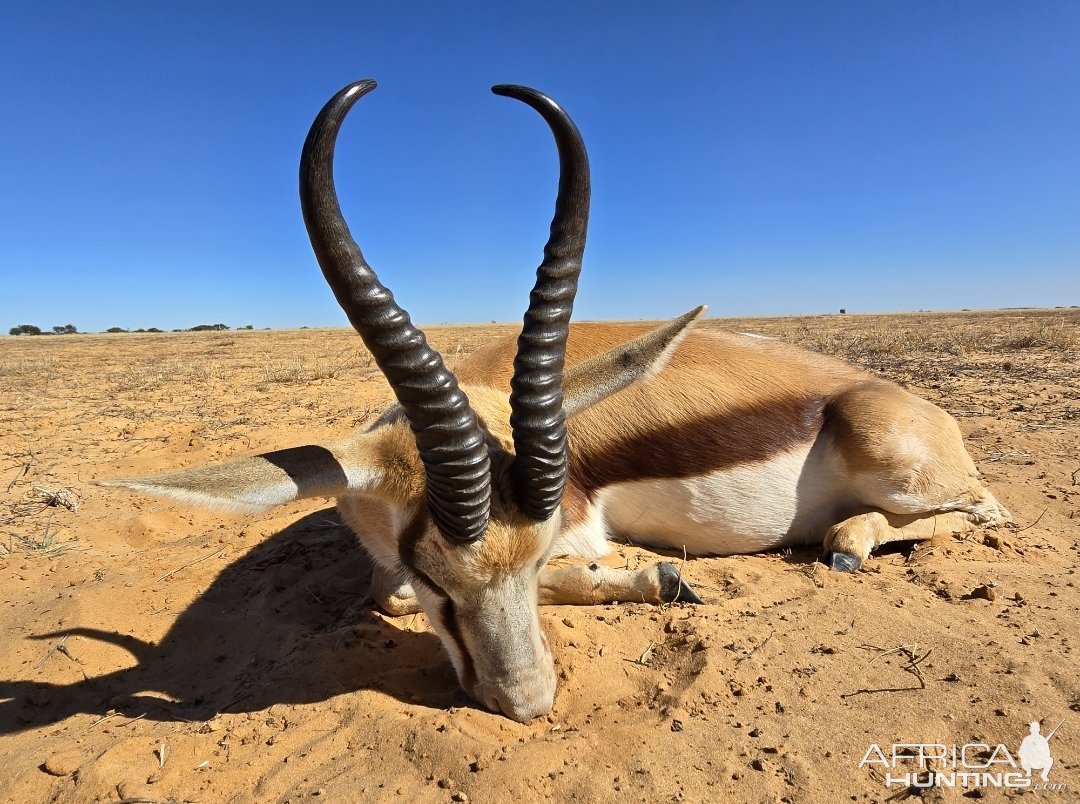 Springbok Hunt South Africa